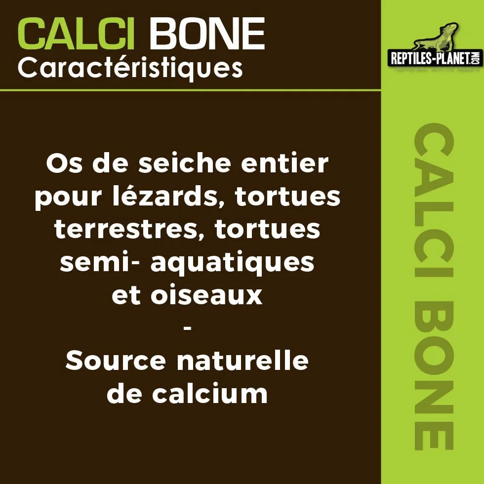 Reptiles Planet Calci Bone Os de Seiche Entier pour Reptiles