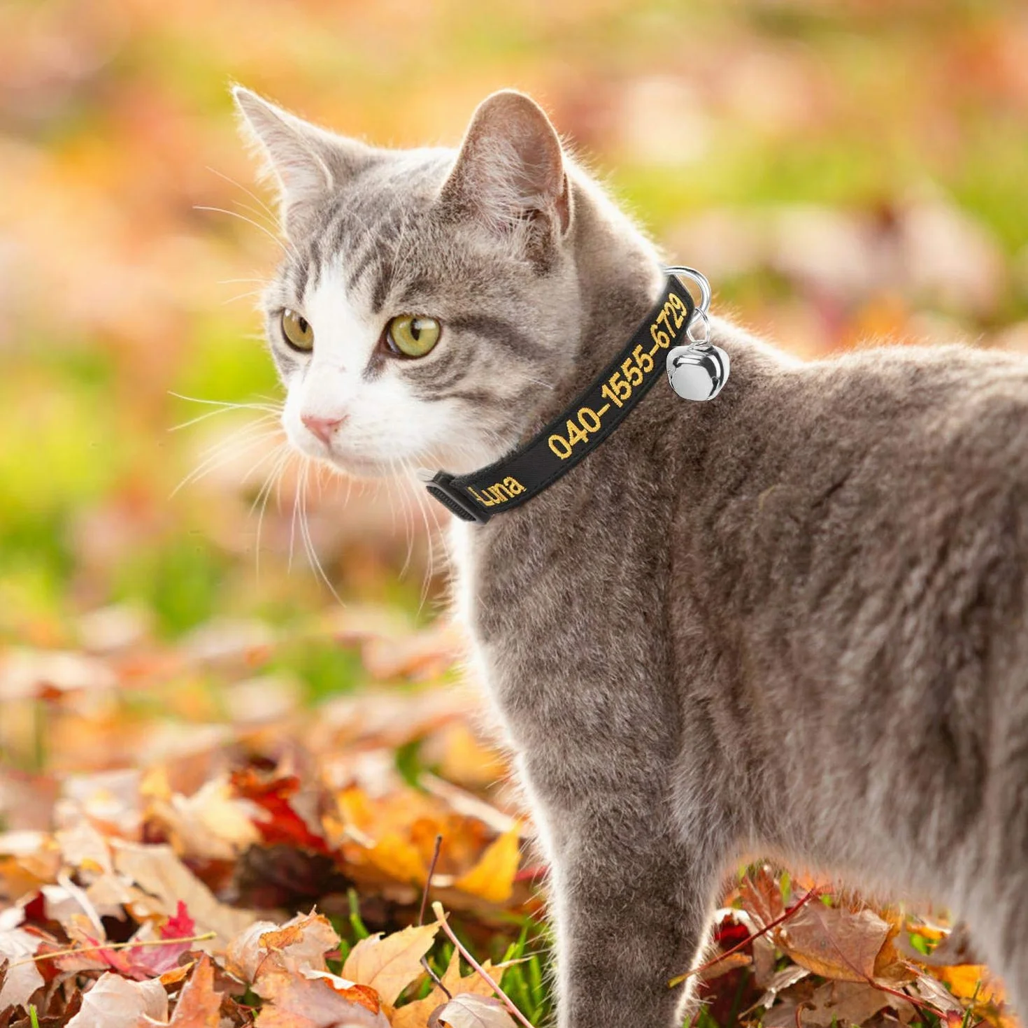 Collier personnalisé pour chat avec cloche et boucle de sécurité, nom brodé