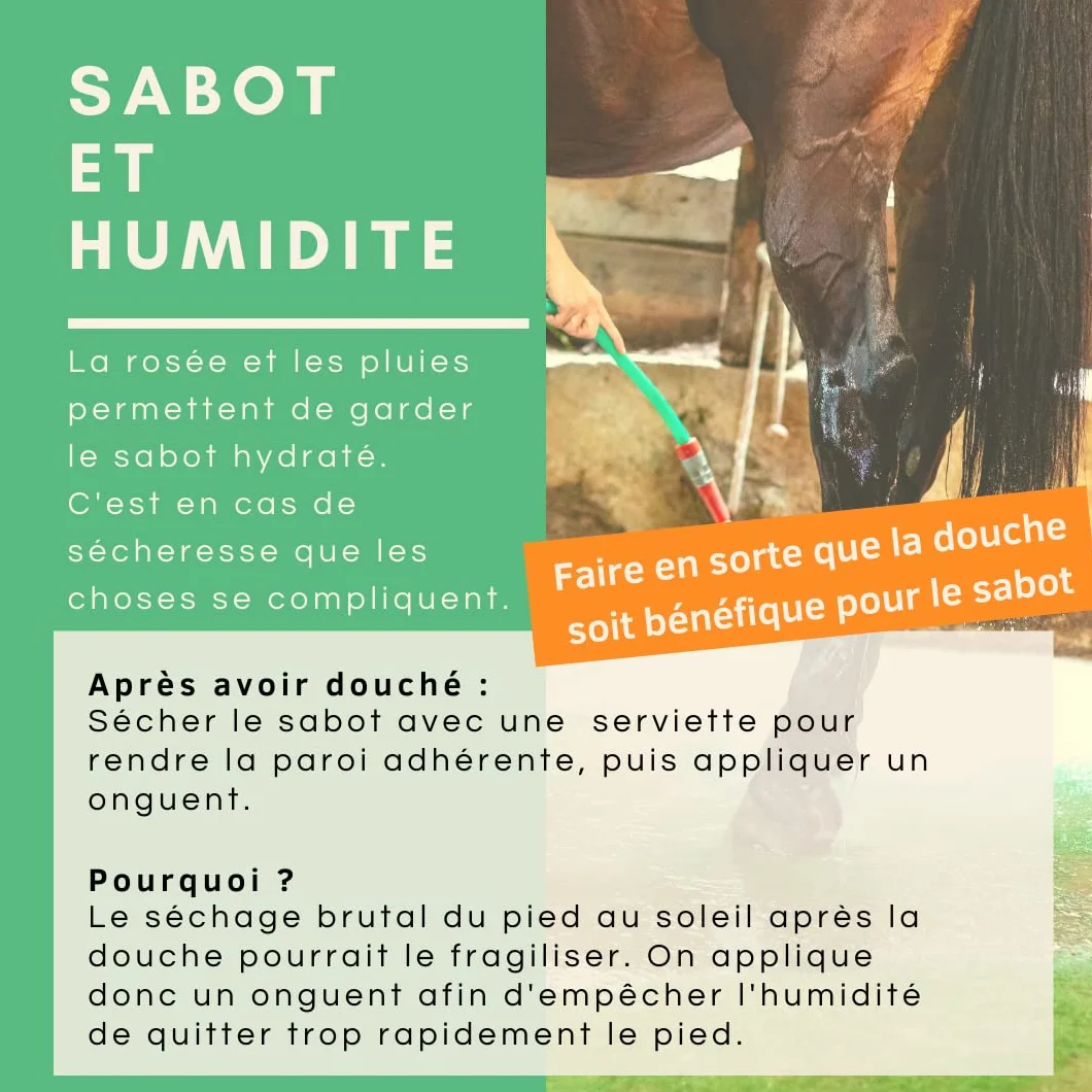 Huile de Laurier Bio Soin du Sabot Pousse et Résistance de la Corne Cheval