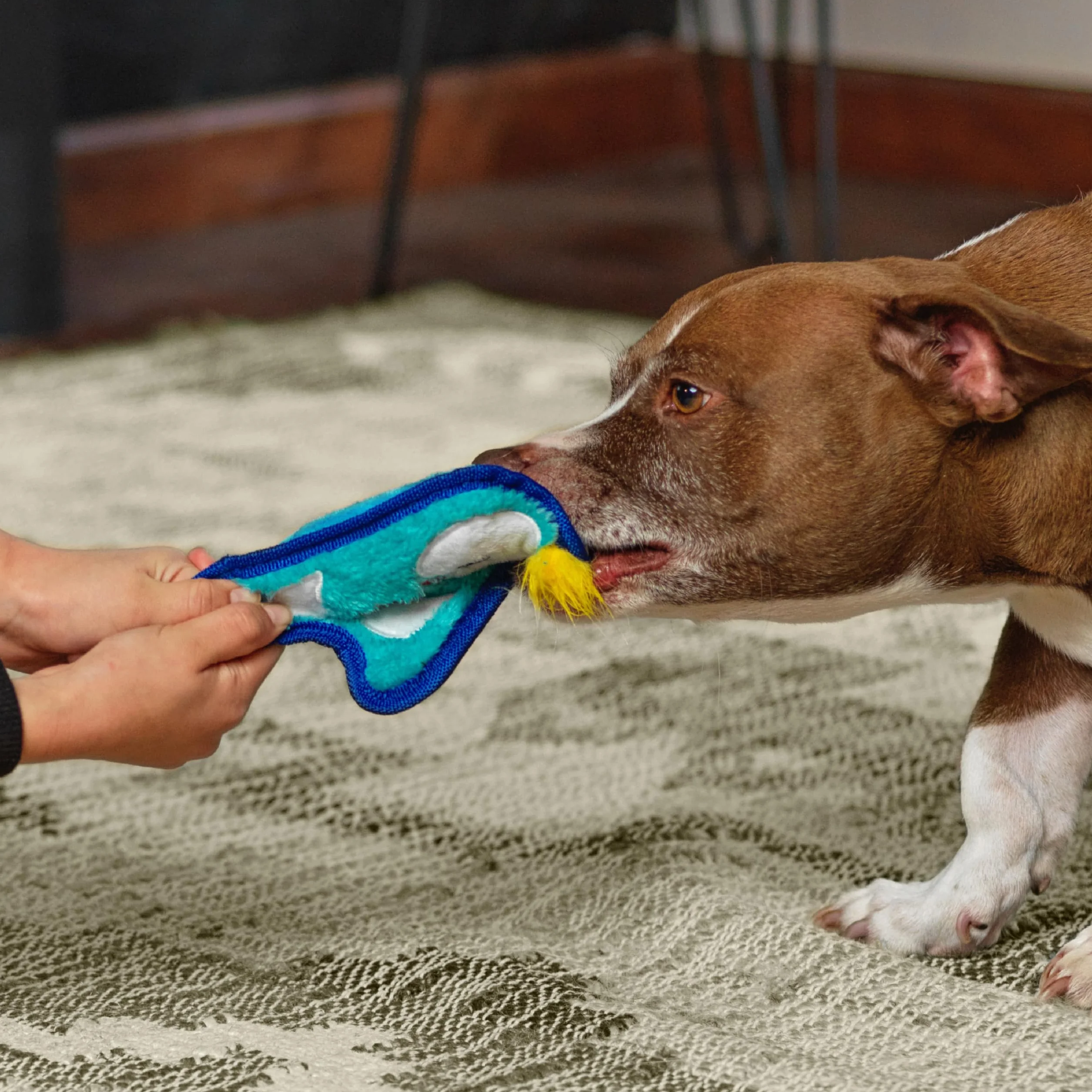 Outward Hound Peluches Invincibles Minis pour Chien Pingouin Bleu XS
