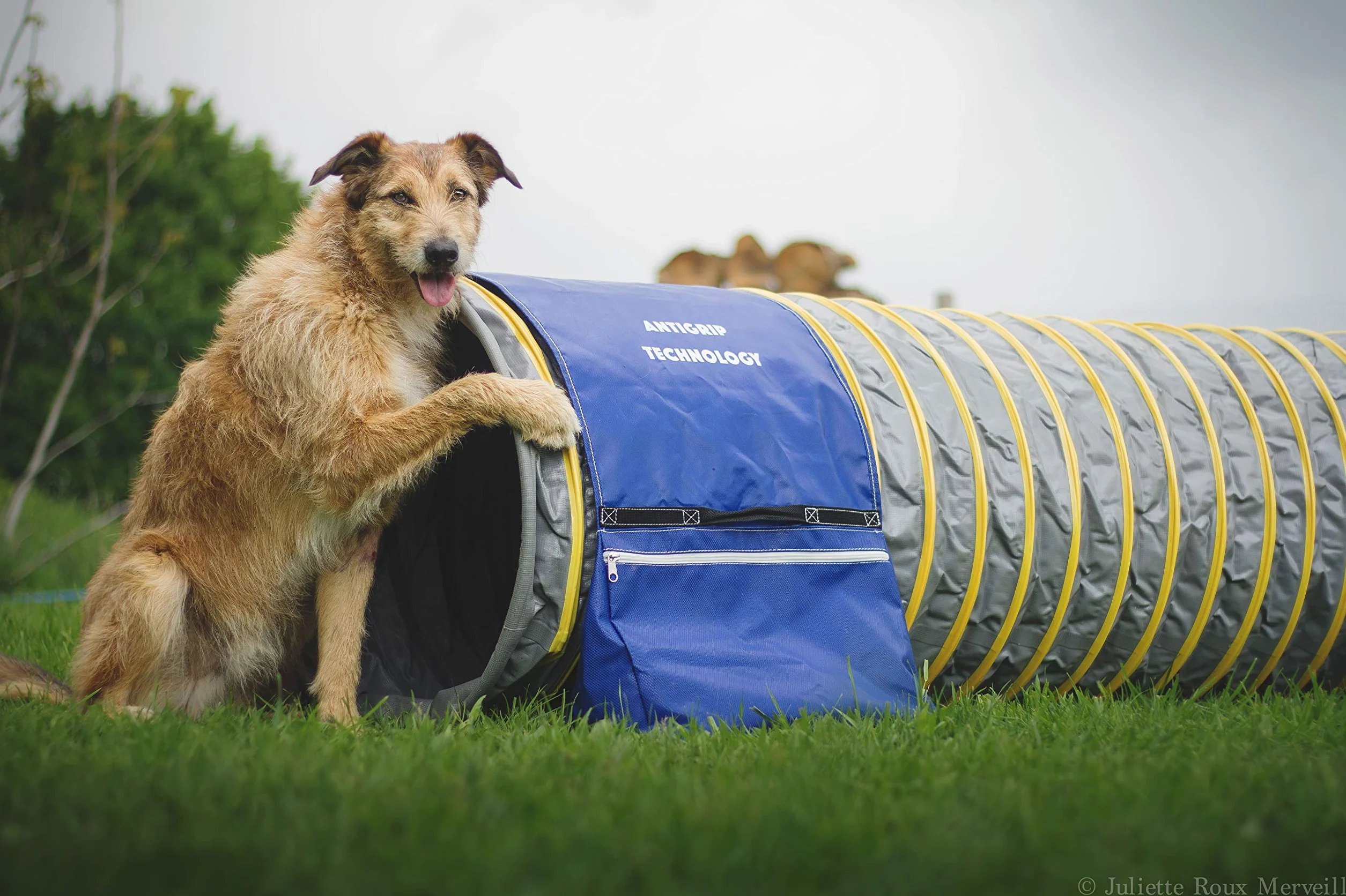 animo concept Sac de Lestage Antidérapant à Zip Tunnel d'Agility Bleu 1 Unité