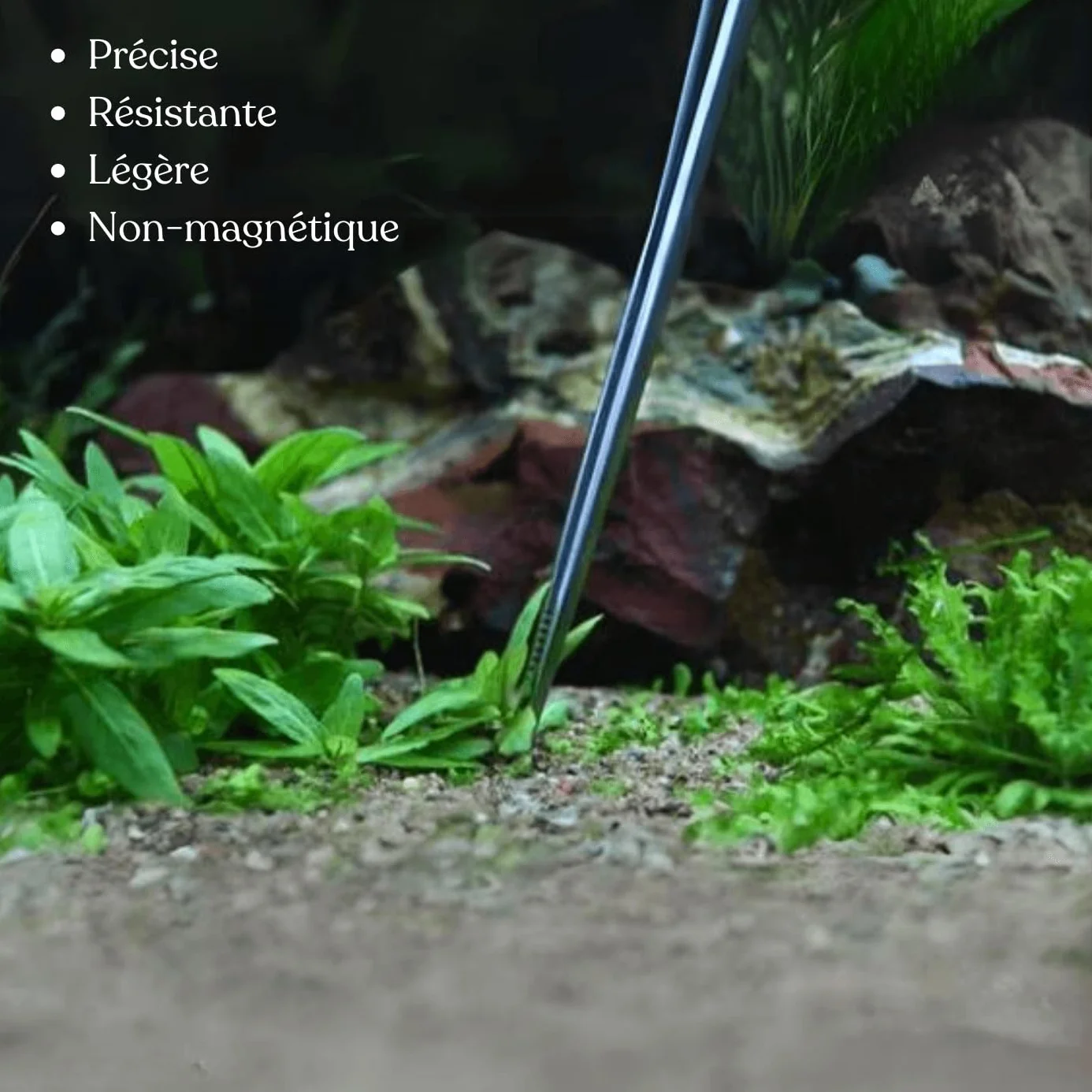 Lot de 2 Pinces pour Aquarium en Acier Inoxydable 18 cm - Courbée et Droite