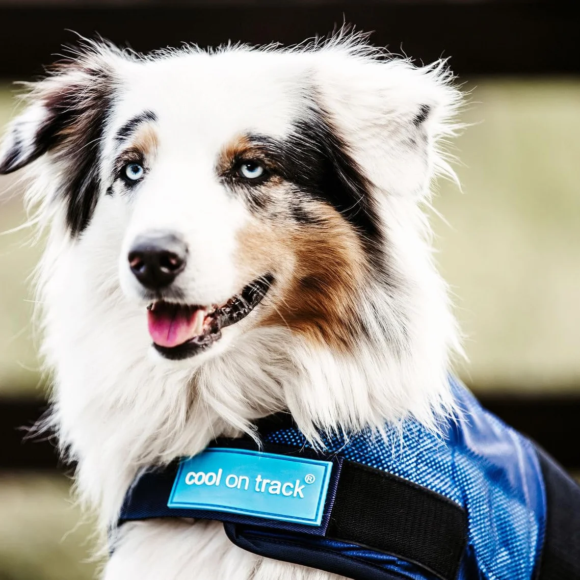 Back-on-Track Manteau Rafraîchissant Anti UV Cool on Track pour Chien Bleu 40 cm