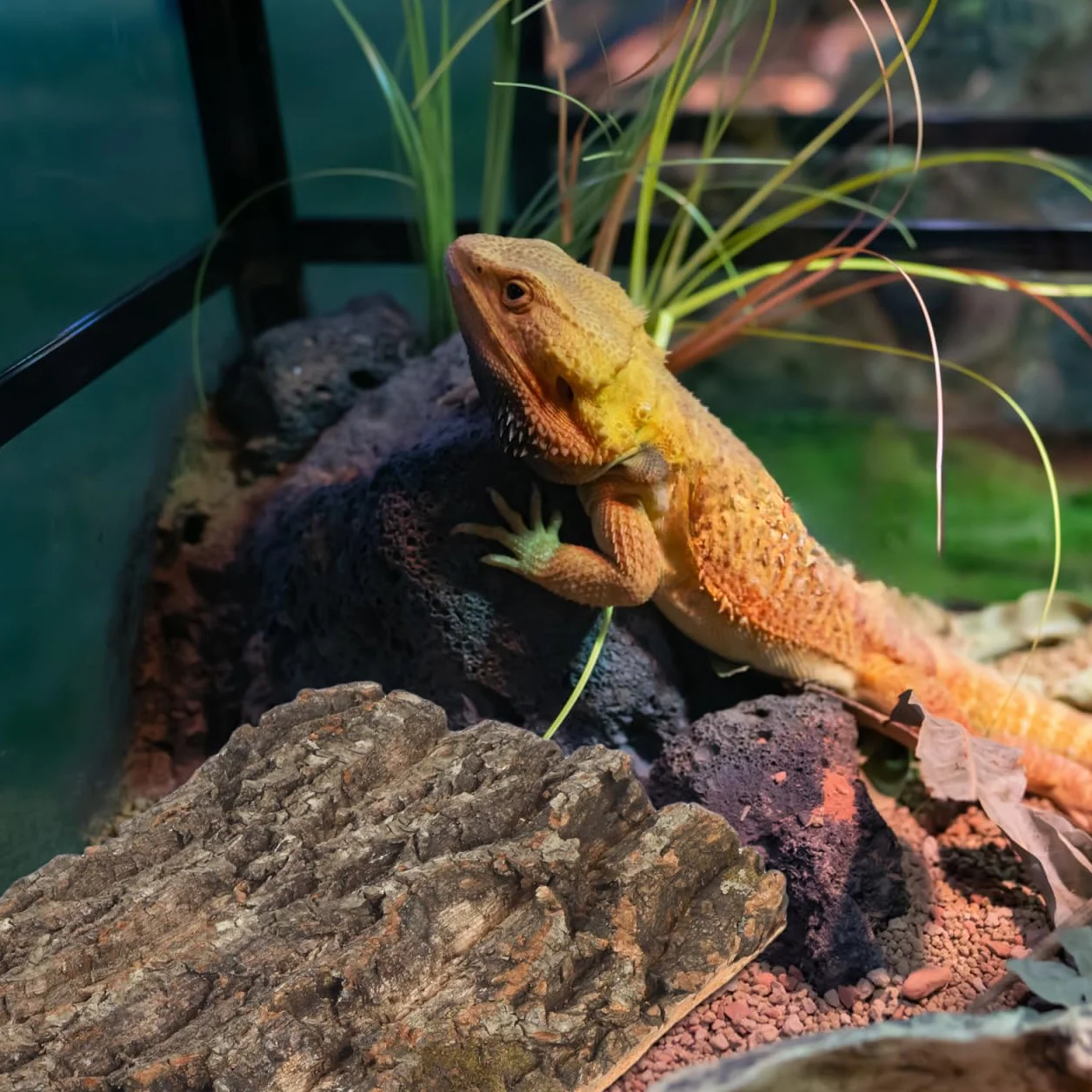 DOITOOL Lot de 2 terrariums en liège 30 cm Écorce Reptile Décoration Terrarium Tapis escalade Reptile Dragon lézard Geckos araignée Tortue