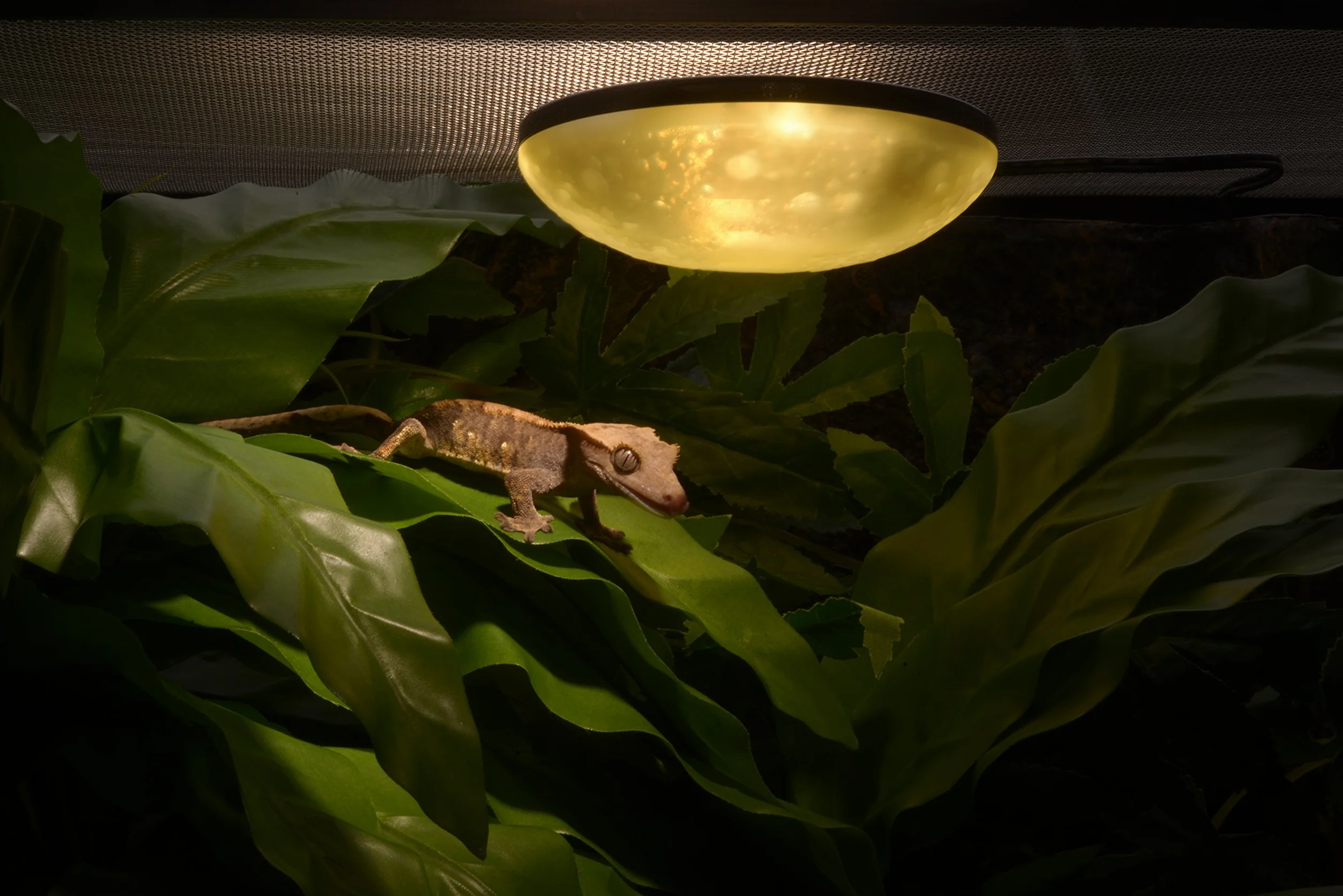 Exoterra Full Moon Éclairage pour Reptile Amphibien