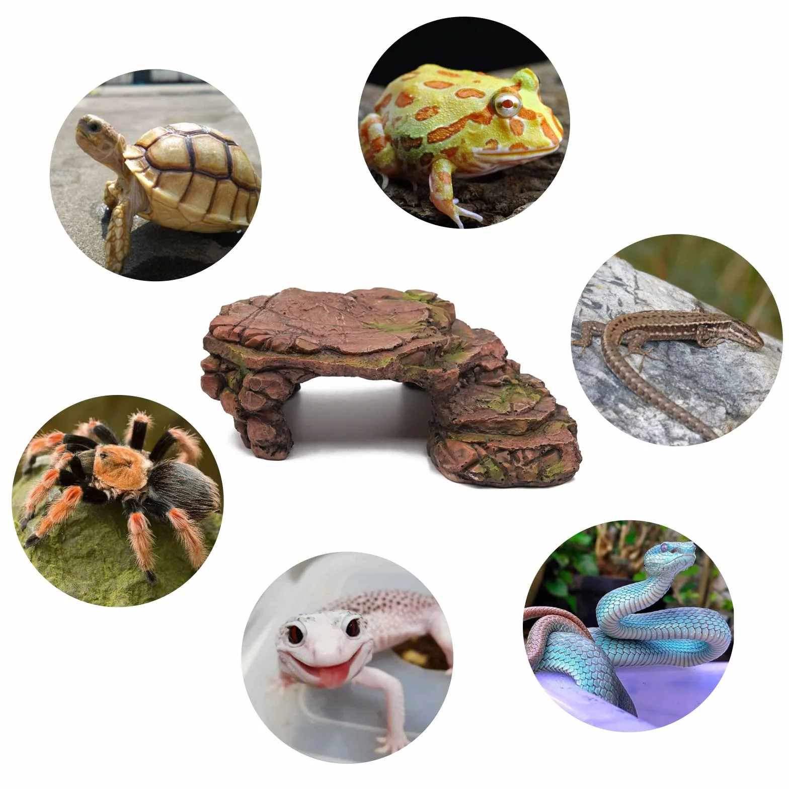 Abri Pour Tortue Caverne Reptiles Gecko Plateforme Rampes Accessoire Tortue Terrestre
