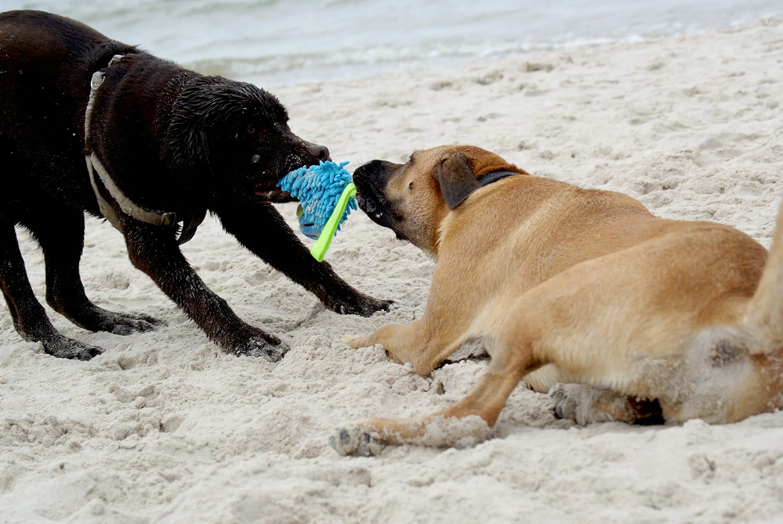Dingo Jouet de Tug Flottant avec Balle Aromatisée Poignée Bungee Microfibre Bleu