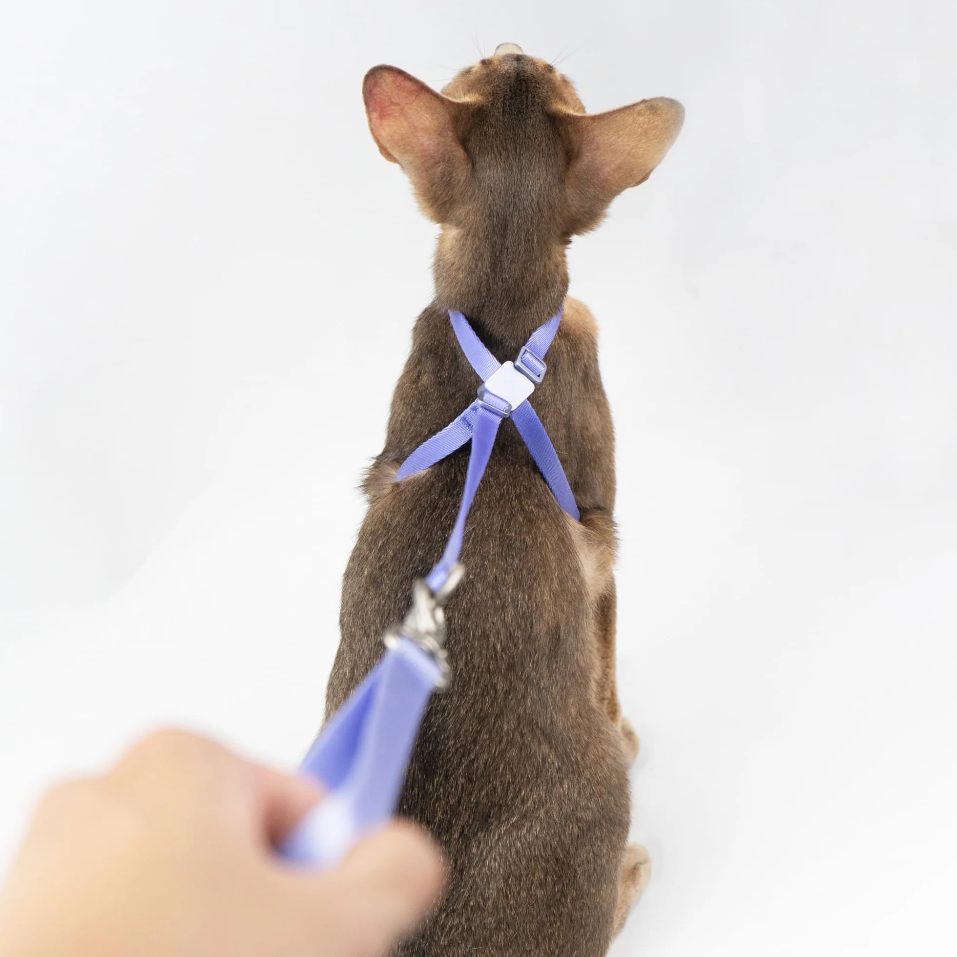 Harnais et laisse pour chat anti-fuite nylon rouge vif