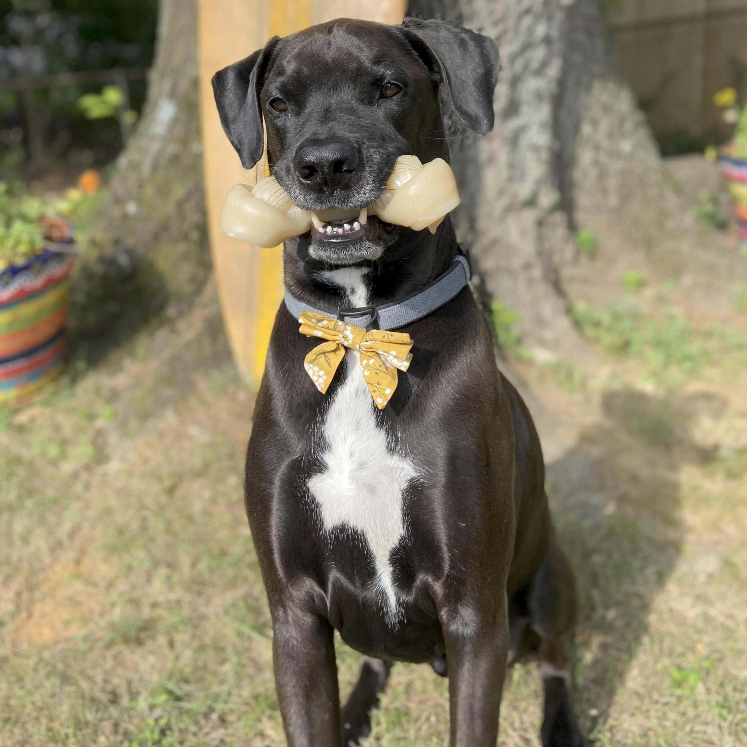 Nylabone Gros Jouet Os à mâcher pour Gros Chiens, Durable