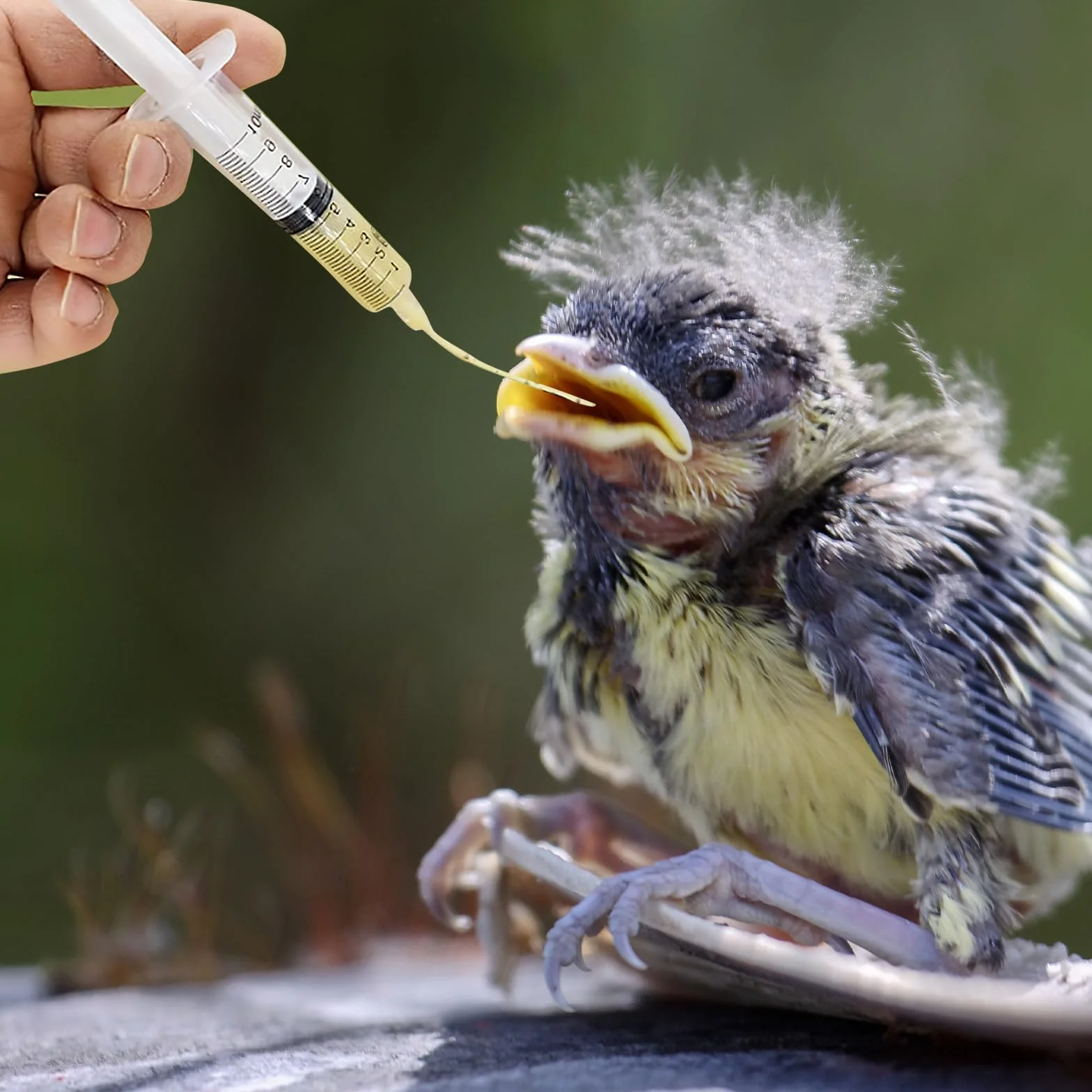 Seringue plastique avec tuyau 10 ml kit d'alimentation pour jeunes oiseaux pigeons perroquets