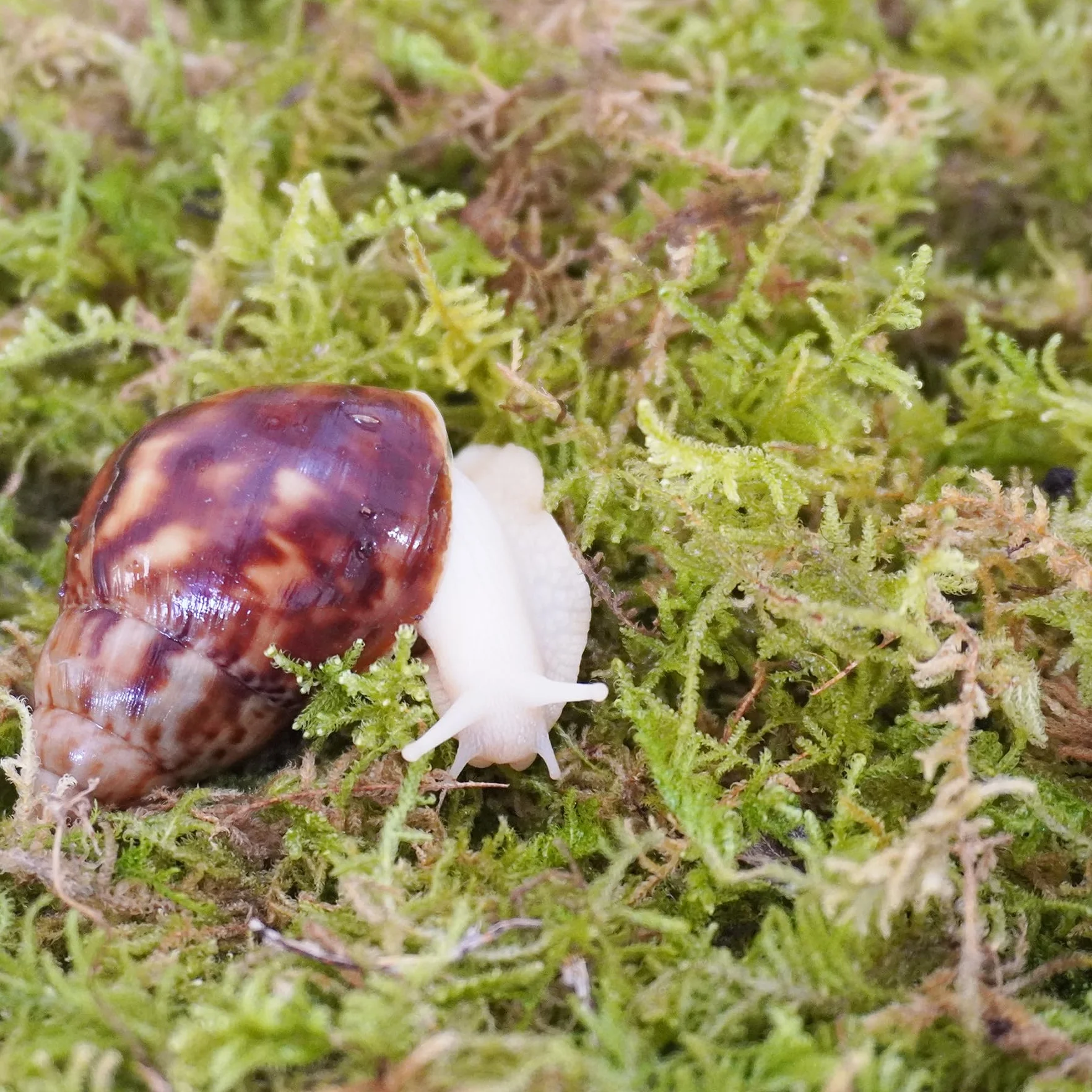 Mousse Naturelle pour Escargots de Compagnie - Maintient l'Humidité dans l'Enclos