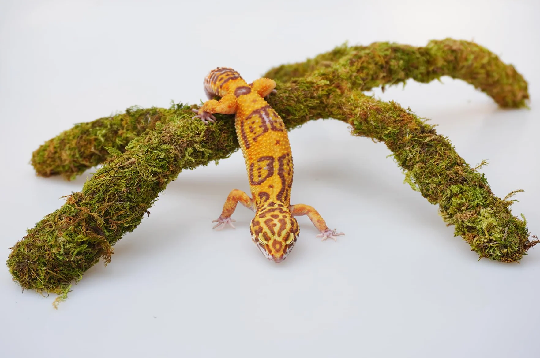 Accessoires de réservoir de gecko léopard réglables, décoration d'habitat de terrarium