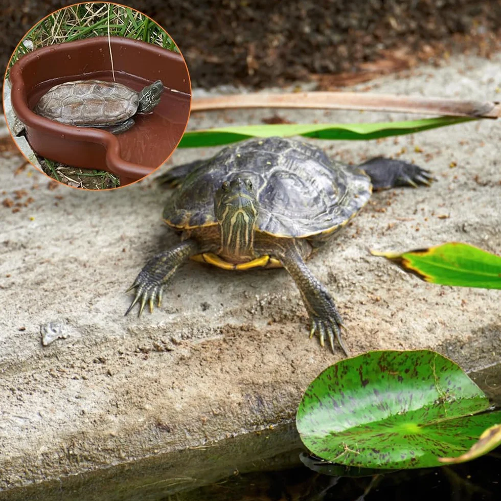 Bassin de bain pour tortues et reptiles