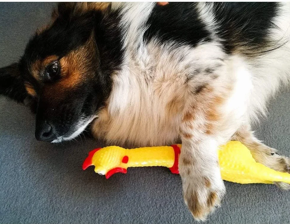 Jouet pour Chien Poulet Hurlant en Caoutchouc Décompression