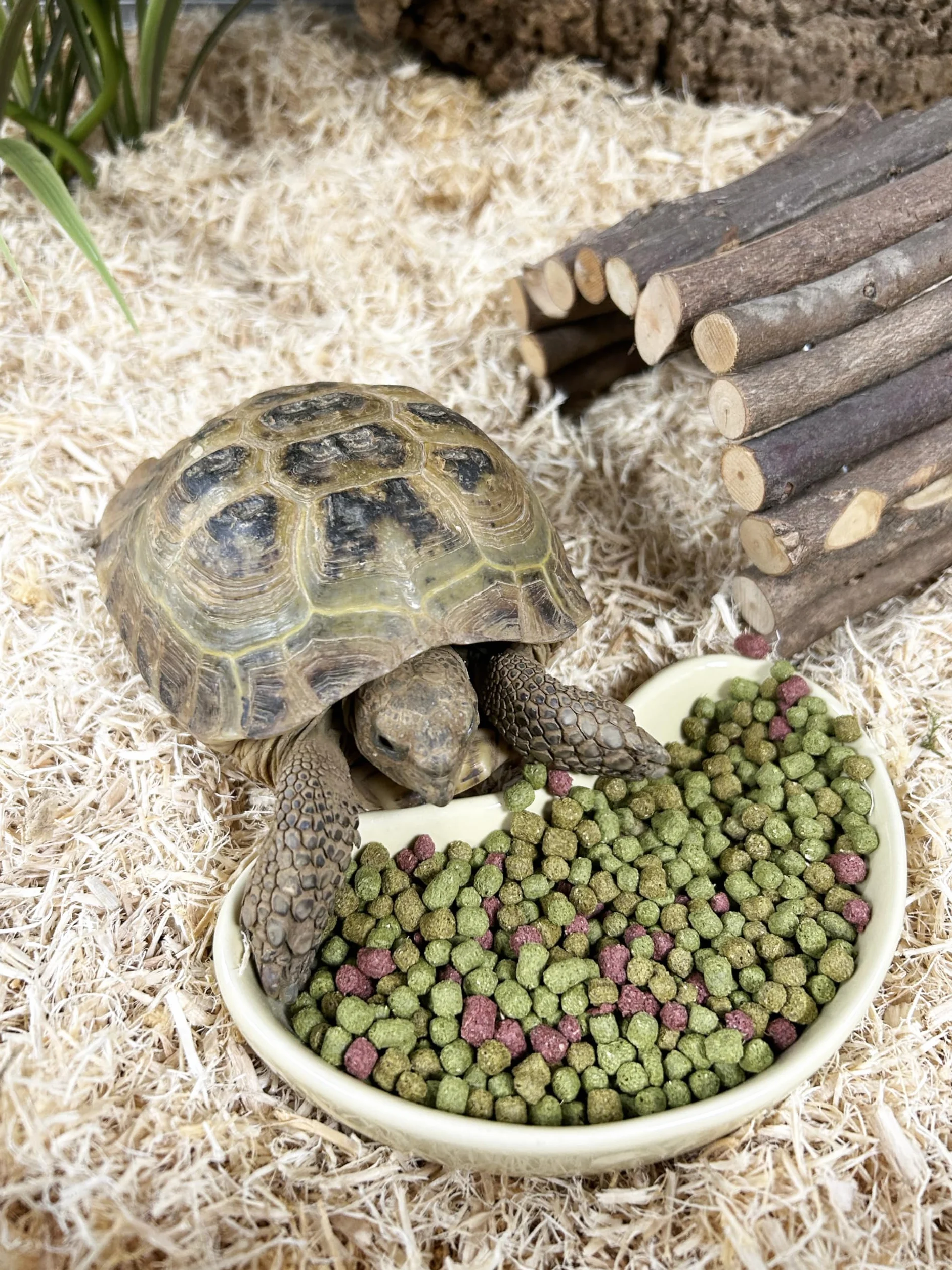 Komodo Diet Fruit & Flower Nourriture pour Tortue 680 g