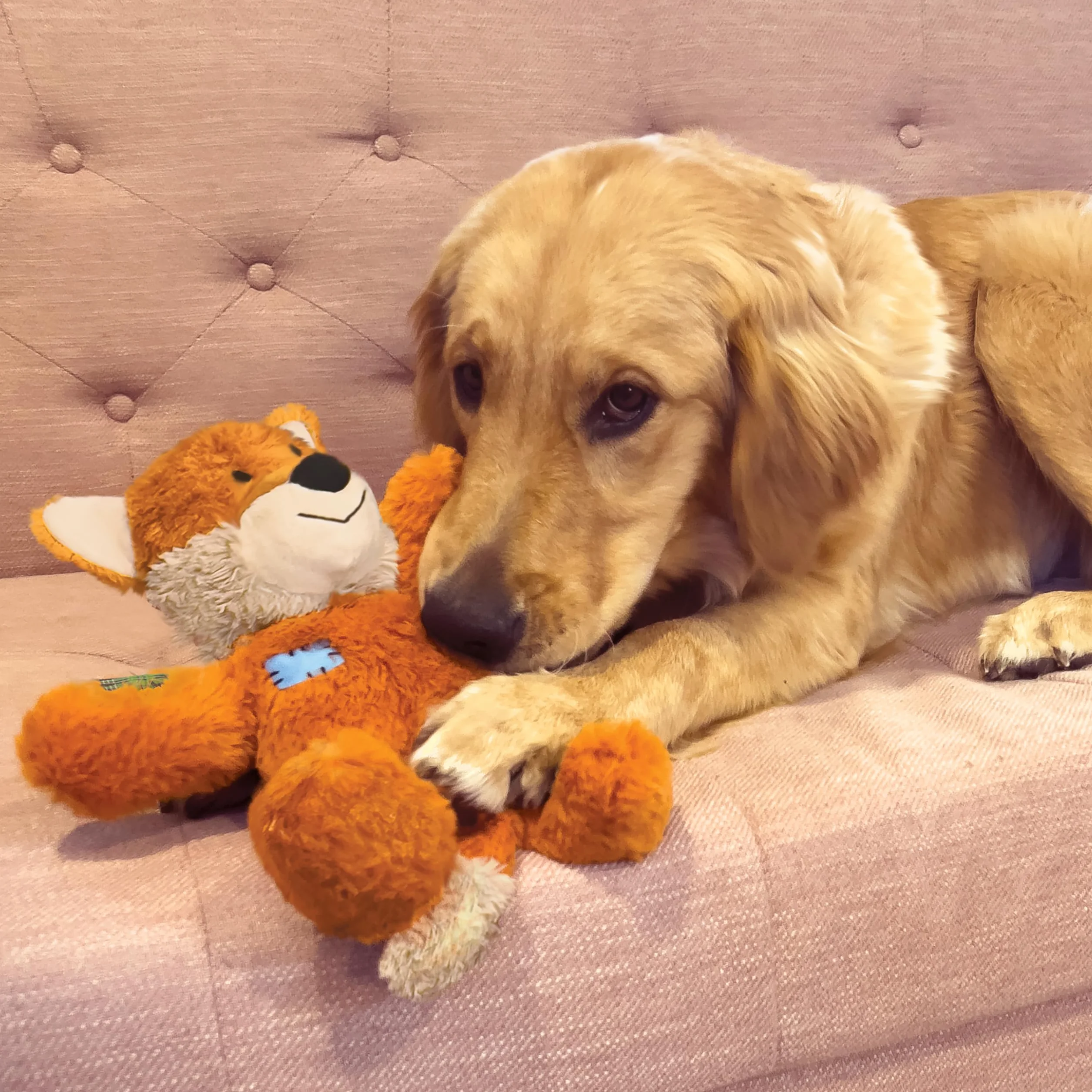 Kong Company Jouet pour Chien Renard SM/MD