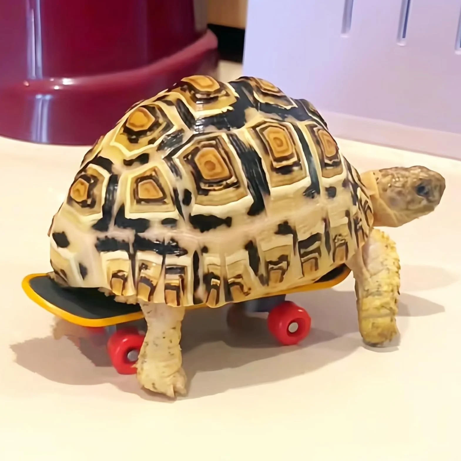 Kit de jeu de tortue avec corde d'escalade et skateboard, harnais réglable pour reptiles, accessoire intérieur extérieur