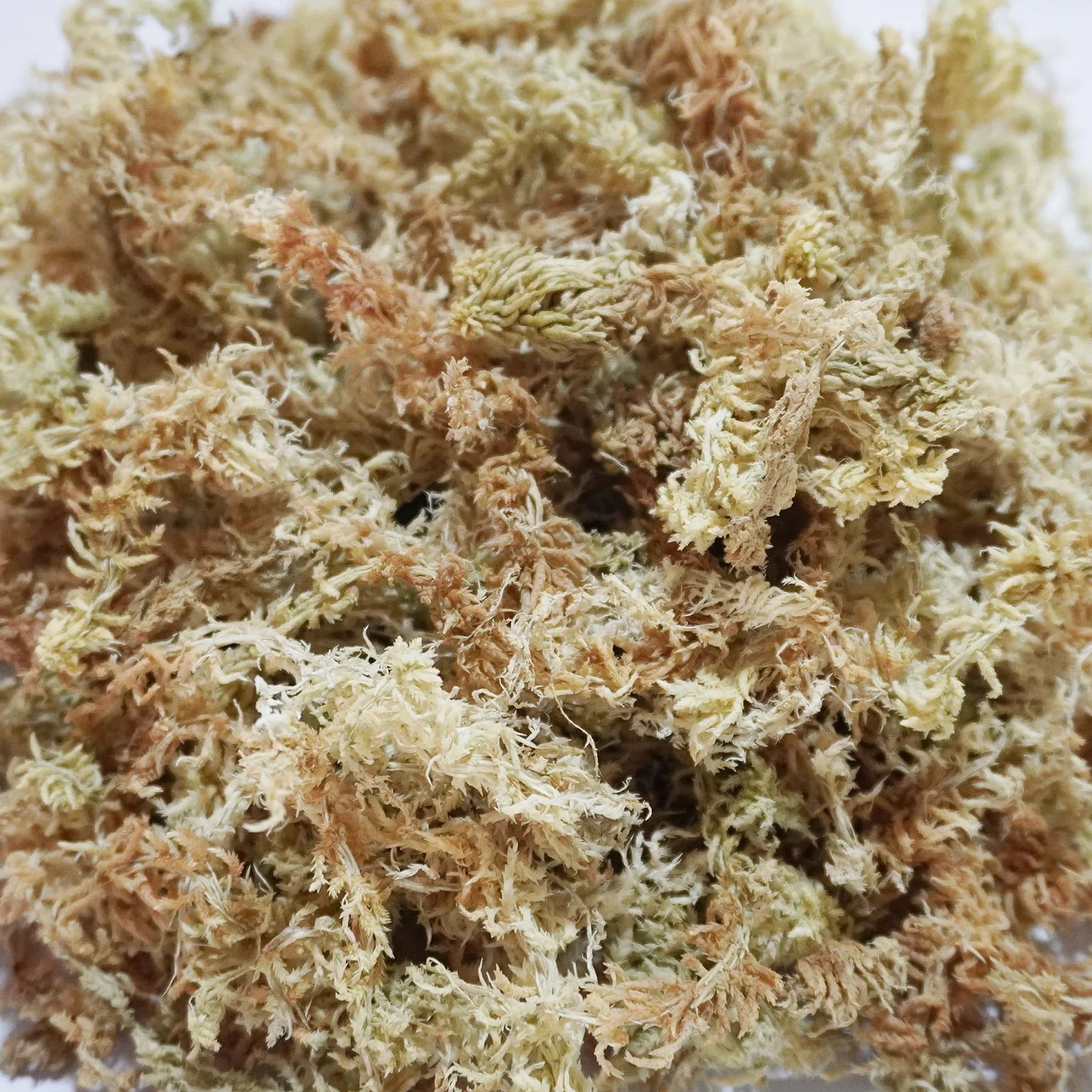 175g Mousse de sphaigne Naturelle pour Reptiles, Milieu idéal de rétention d'humidité pour Serpents, Tortues et Autres Reptiles, Bon pour Les terrariums de Reptiles & Amphibiens