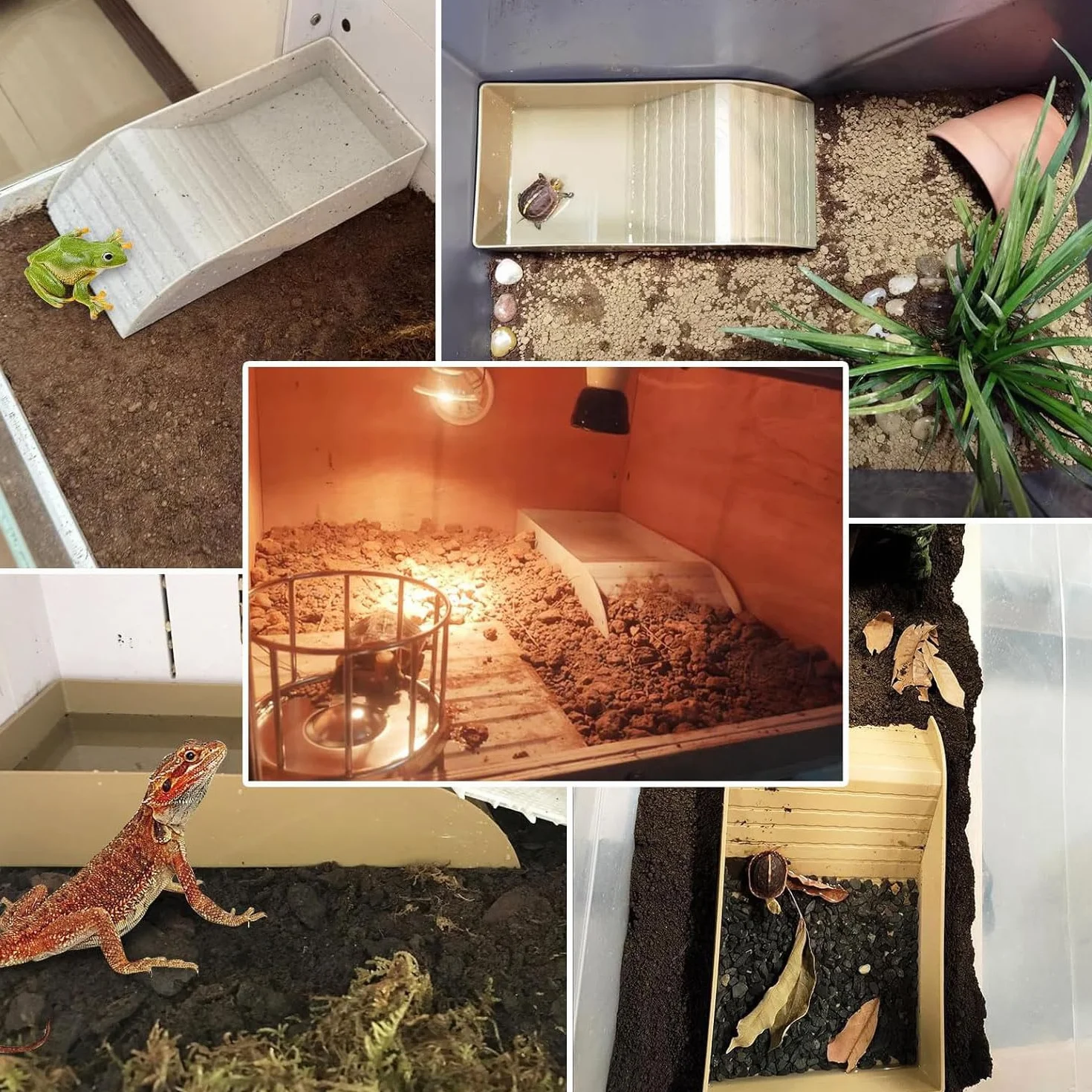 Abreuvoir Tortue Terrestre Bac à Eau avec Rampe Accessoire Aquarium Reptile
