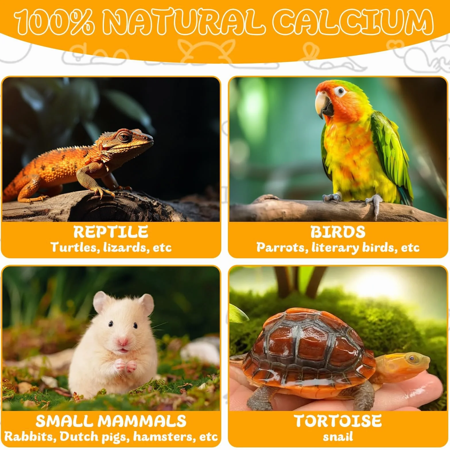 Os de Seiche Naturel 8-12 cm avec Support - Source de Calcium pour Oiseaux, Reptiles, Tortues