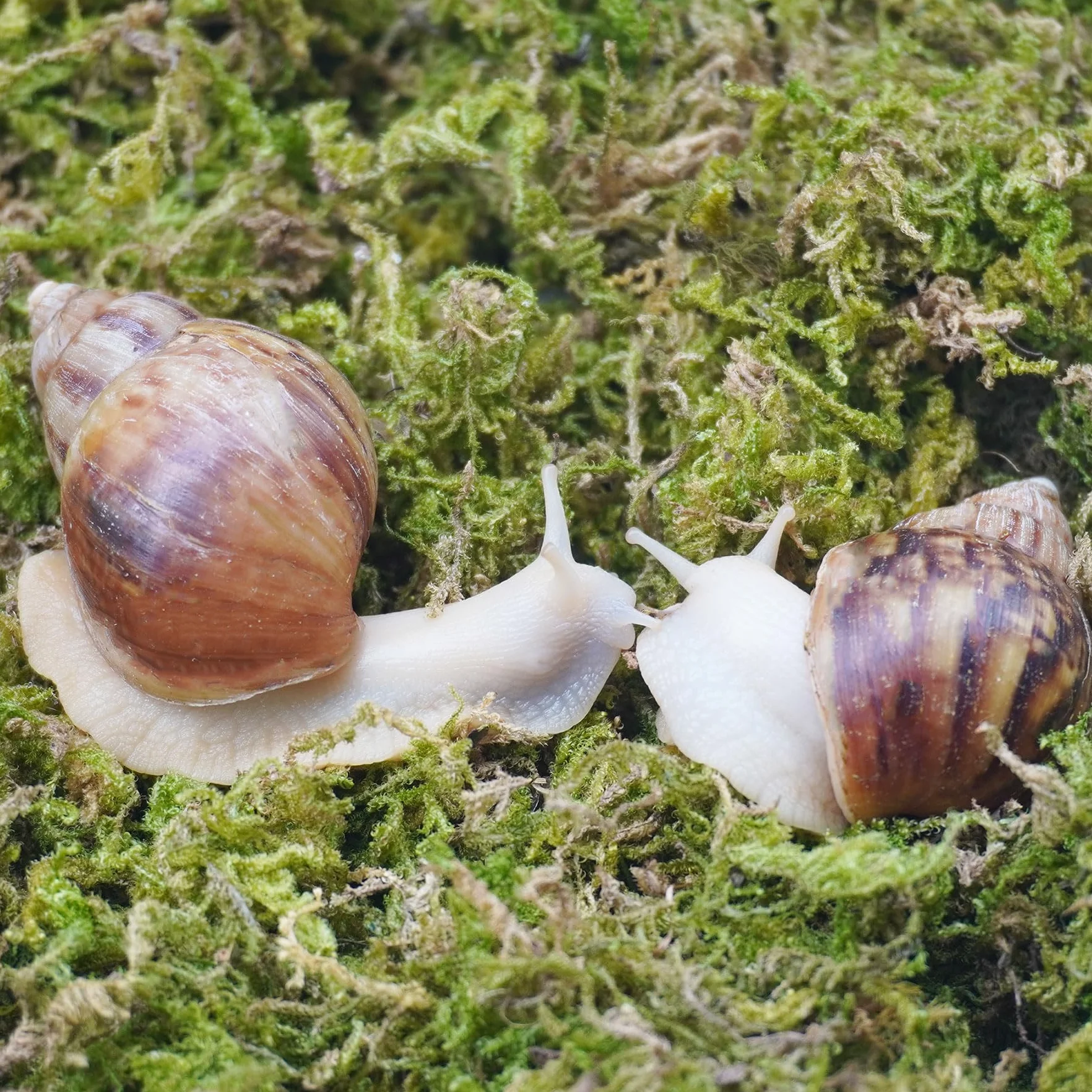 Substrat pour escargots 113,4 g maintien humidité aquarium
