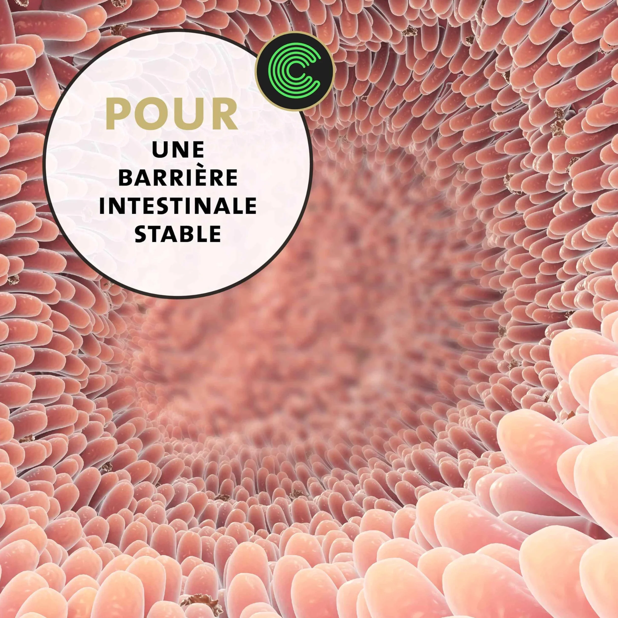 Peticare Poudre Contre la toux pour Chevaux | Soutient Voies respiratoires & rhume | Dissolution Mucus | Formule Naturelle Poudre d'herbes sans OGM