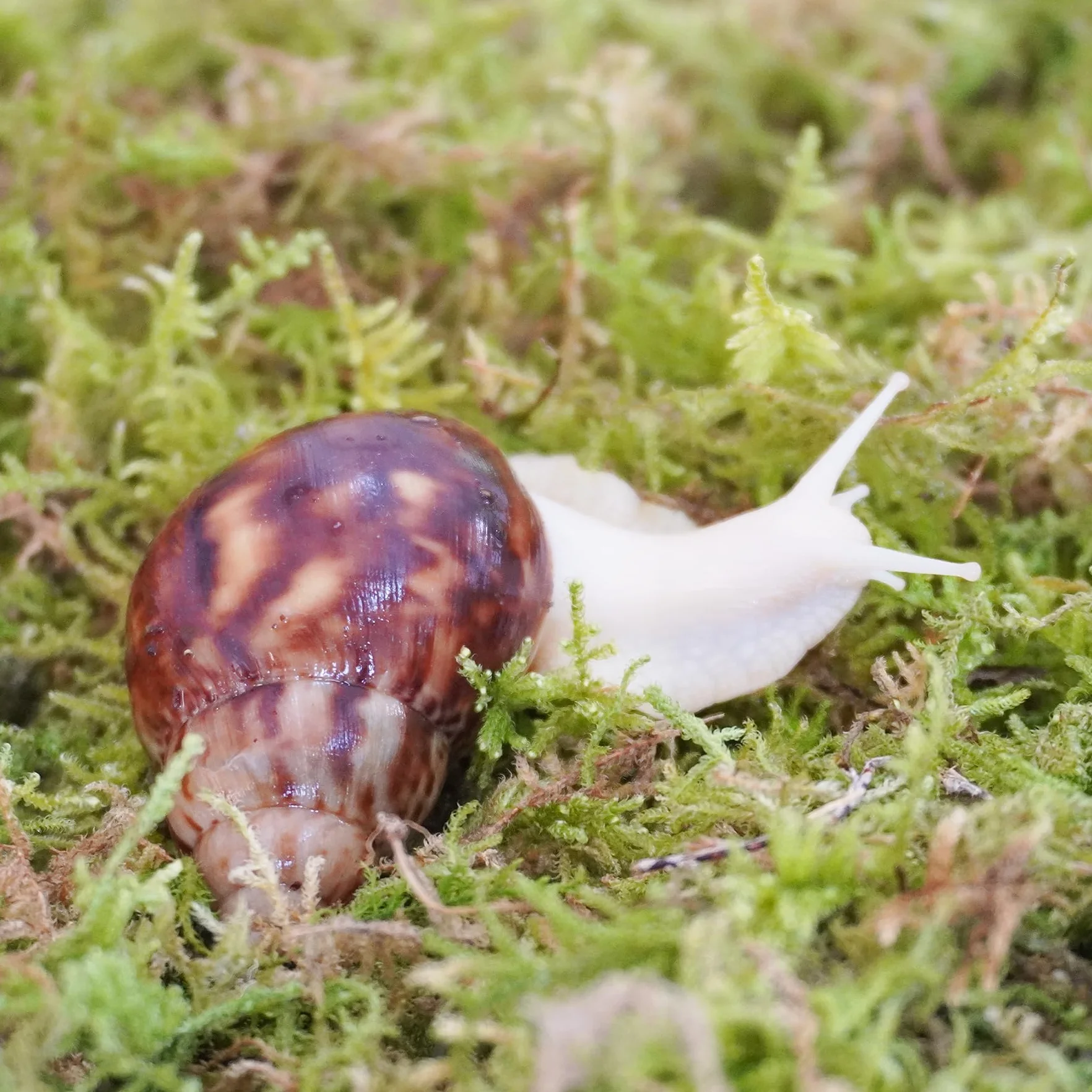 Mousse Naturelle pour Escargots de Compagnie - Maintient l'Humidité dans l'Enclos