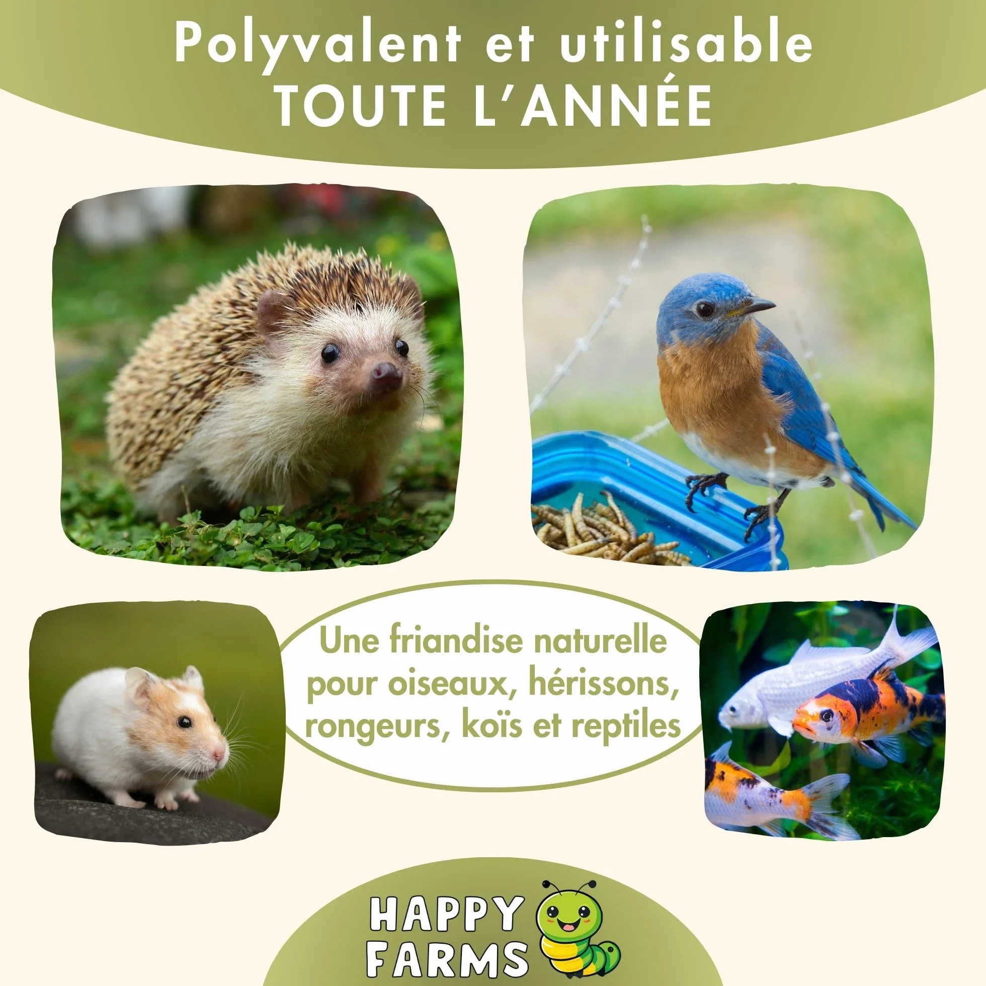 Larves de Mouches Soldats séchées 5 kg – Aliment pour Oiseaux Sauvages, Poules et hérissons