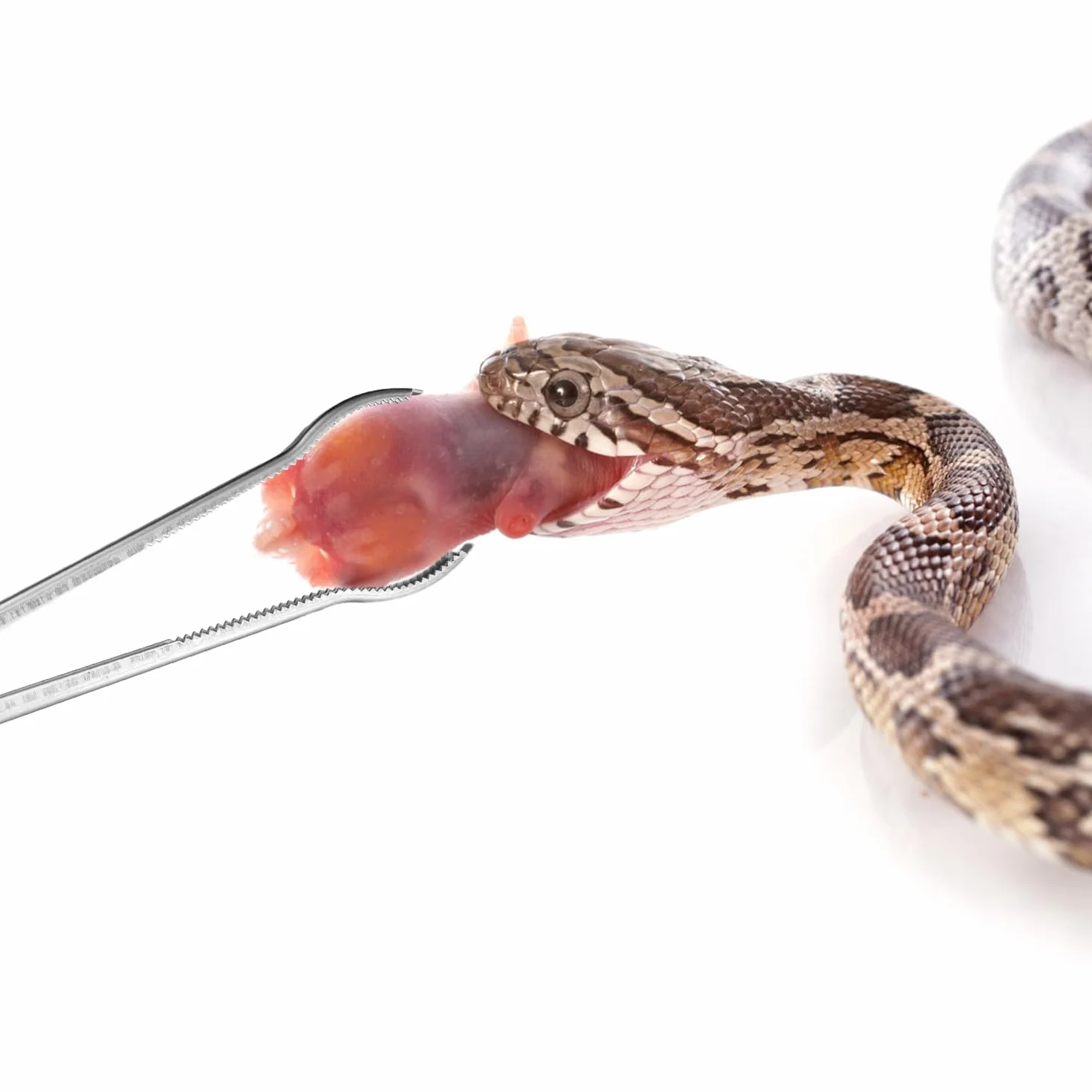 Pinces à Alimentation Reptile 36,5cm Extra Longues pour Serpent Python Axolotl Dragon Barbu