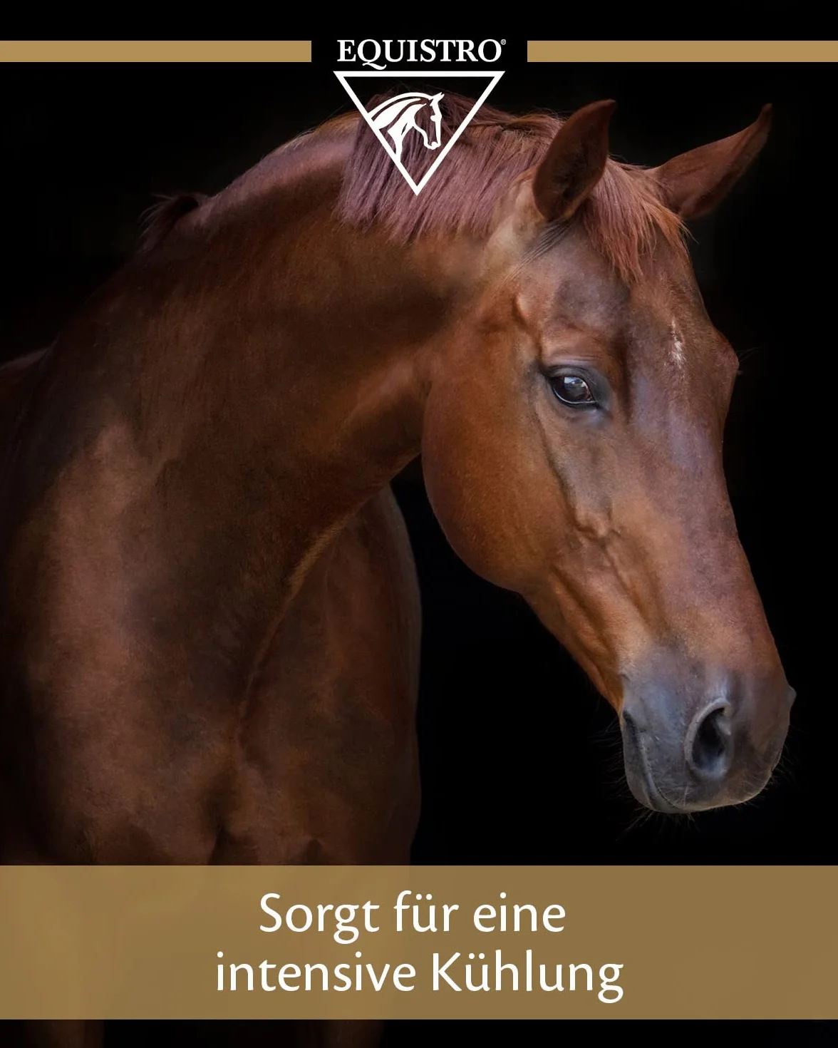 EQUISTRO Pâte percutine 2000g Produit de Soin pour Chevaux Argile Arnica Menthol