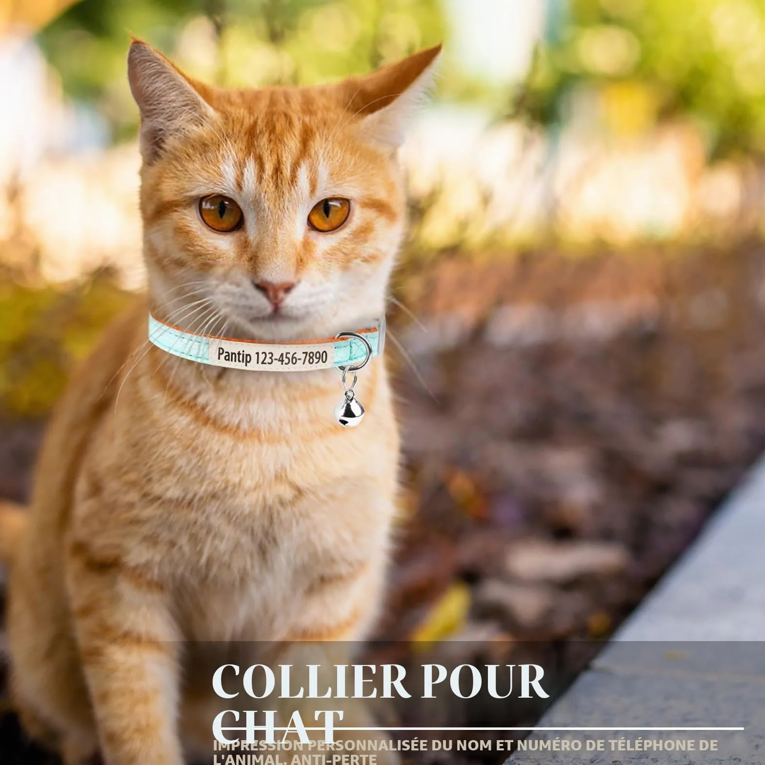 Collier phosphorescent personnalisé pour chat avec nom et numéro de téléphone, collier lumineux réglable à dégagement rapide