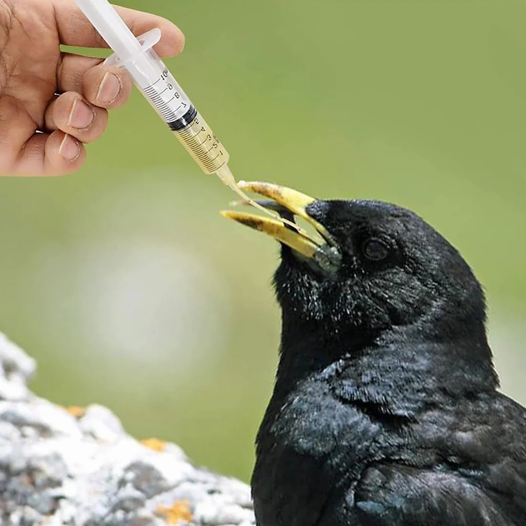 Seringue 10 ml Nourrissage Oiseaux Sondes Alimentation Oisillons Bébé Oiseau