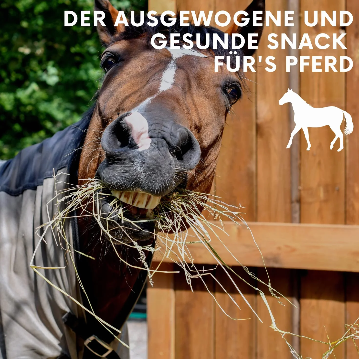 LAX Wiesenprodukte Bâtonnets croustillants pour chevaux 3 kg – Collations sans céréales, sans mélasse, avec foin et légumes