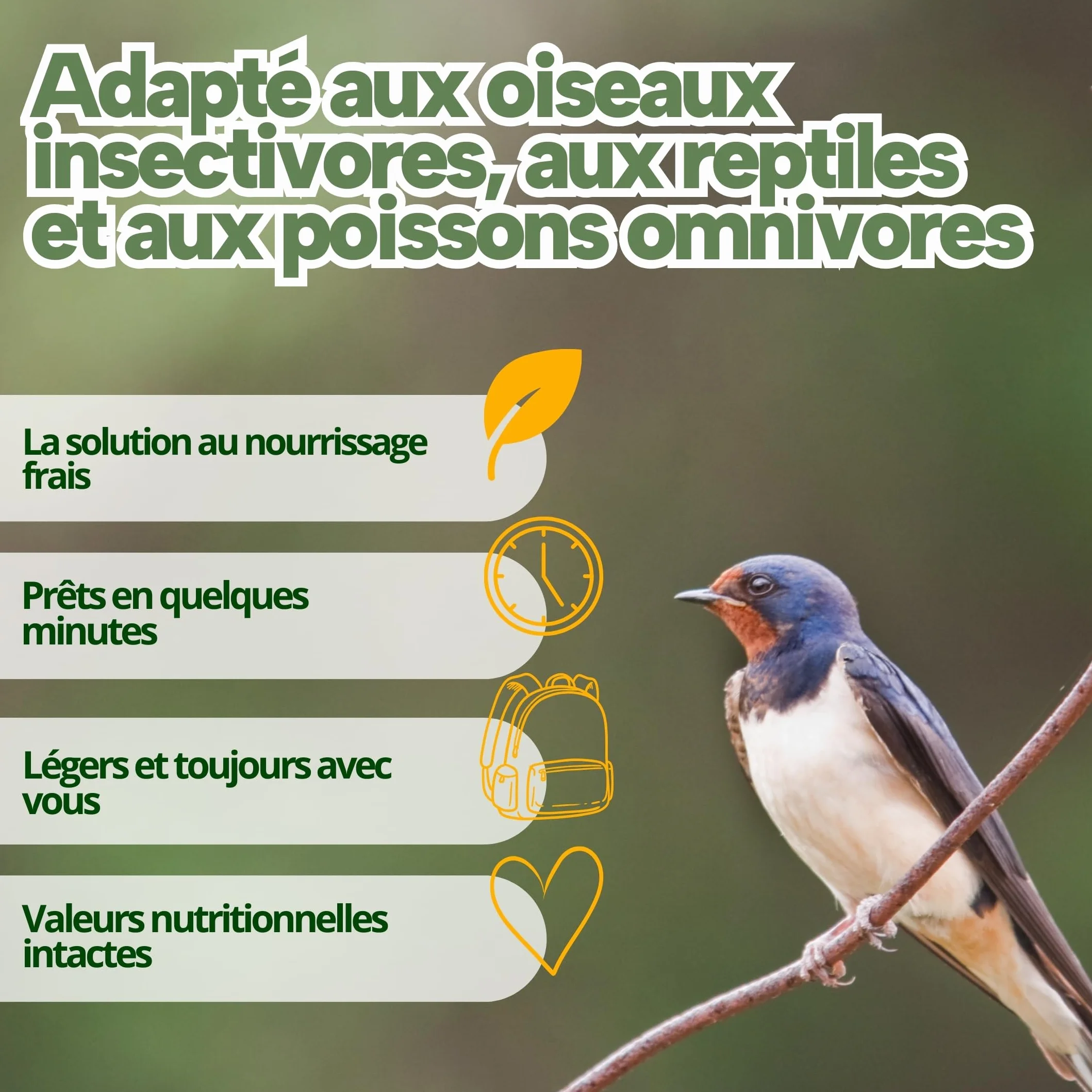 Grillons Lyophilisés 500 ML Insectes Comestibles Riches en Protéines Nourriture Oiseaux
