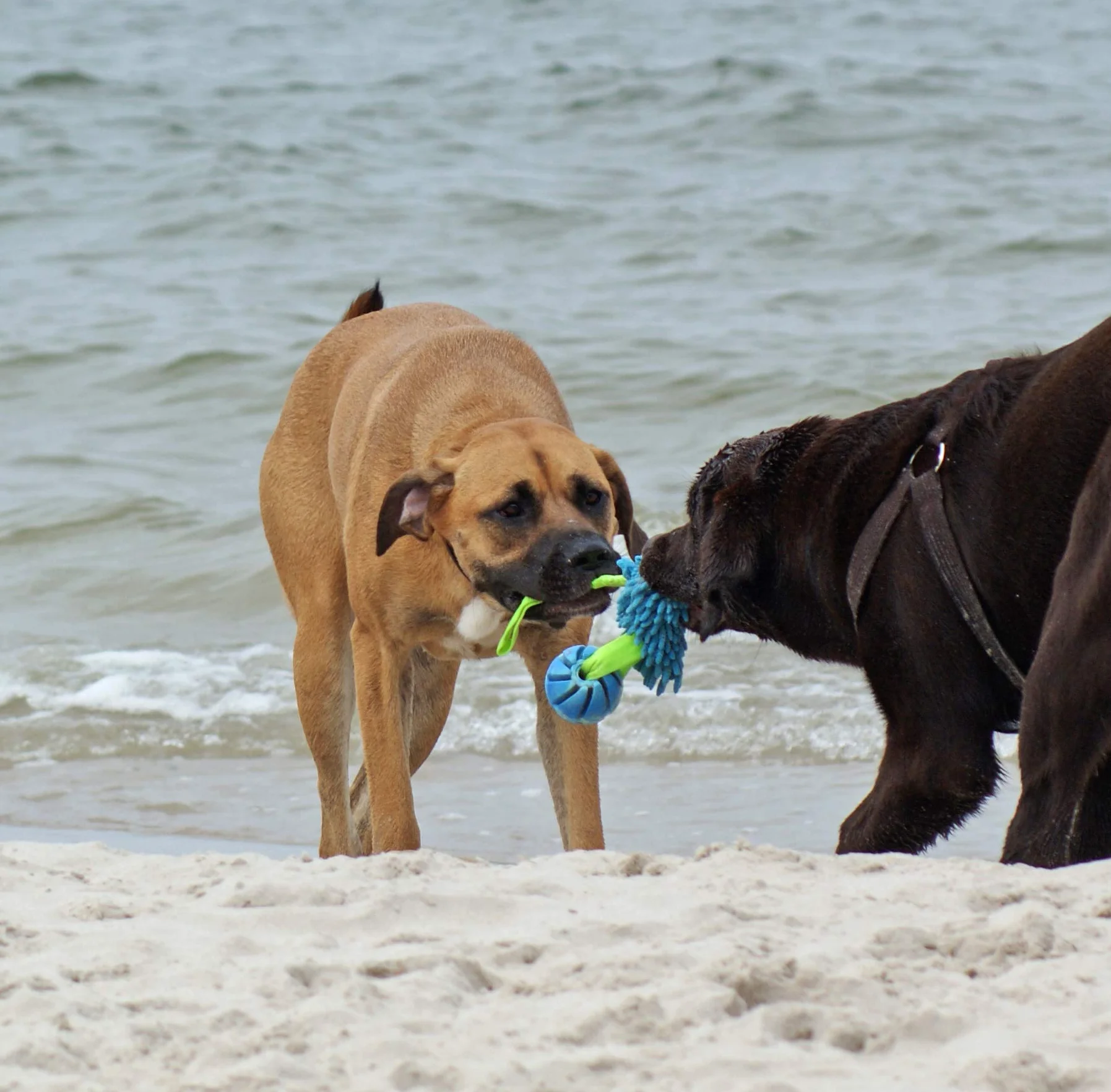 Dingo Jouet de Tug Flottant avec Balle Aromatisée Poignée Bungee Microfibre Bleu