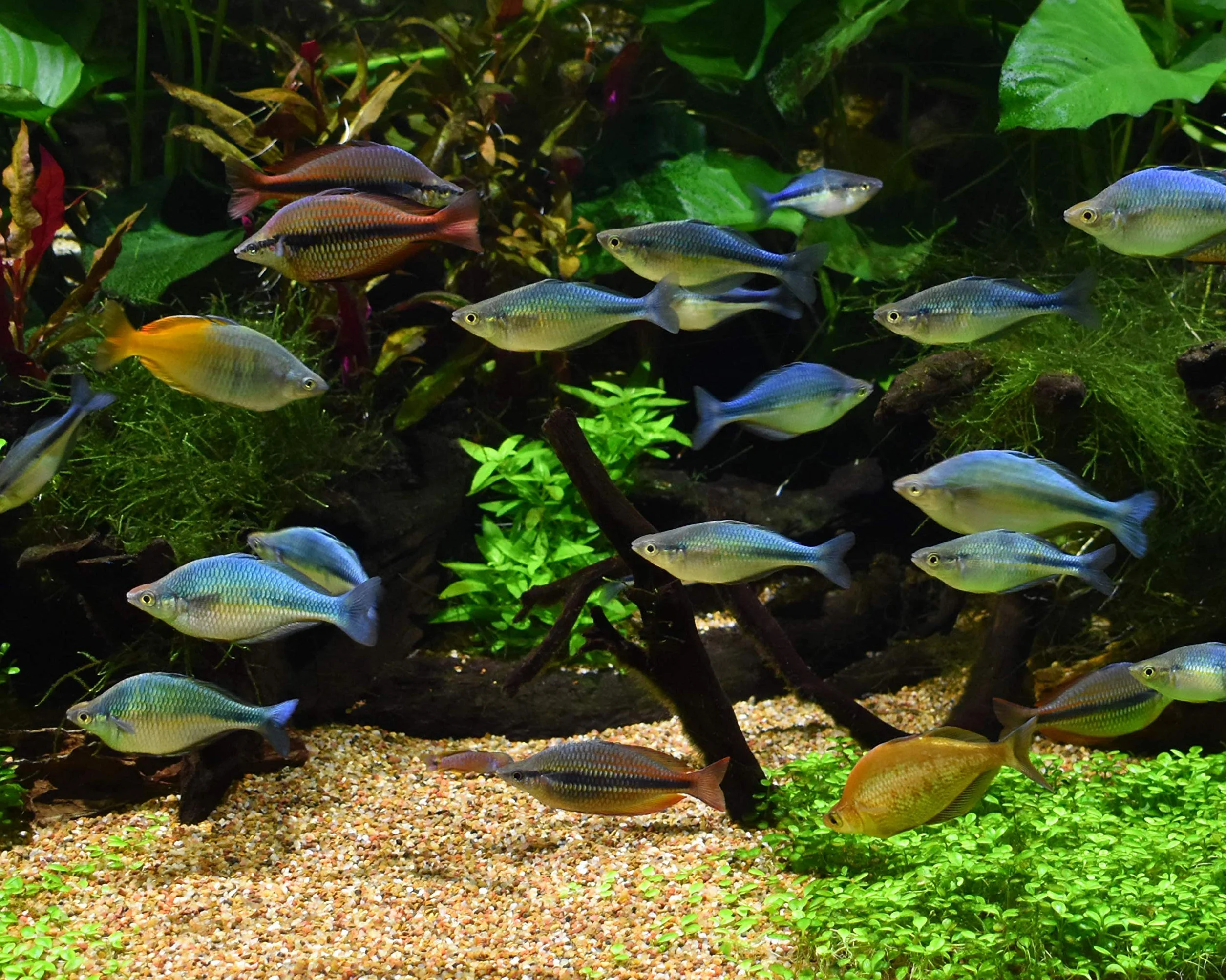 Equilibrium Minéraux pour Aquarium Planté, 300 g