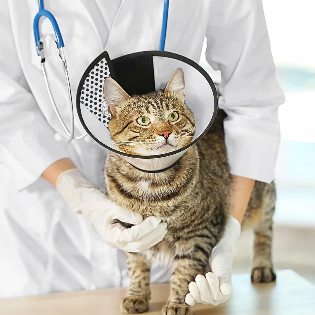 Cône Collerette en Plastique Protecteur de Cou Réglable Anti-Morsure pour Chats 3-5 kg 22-25 cm