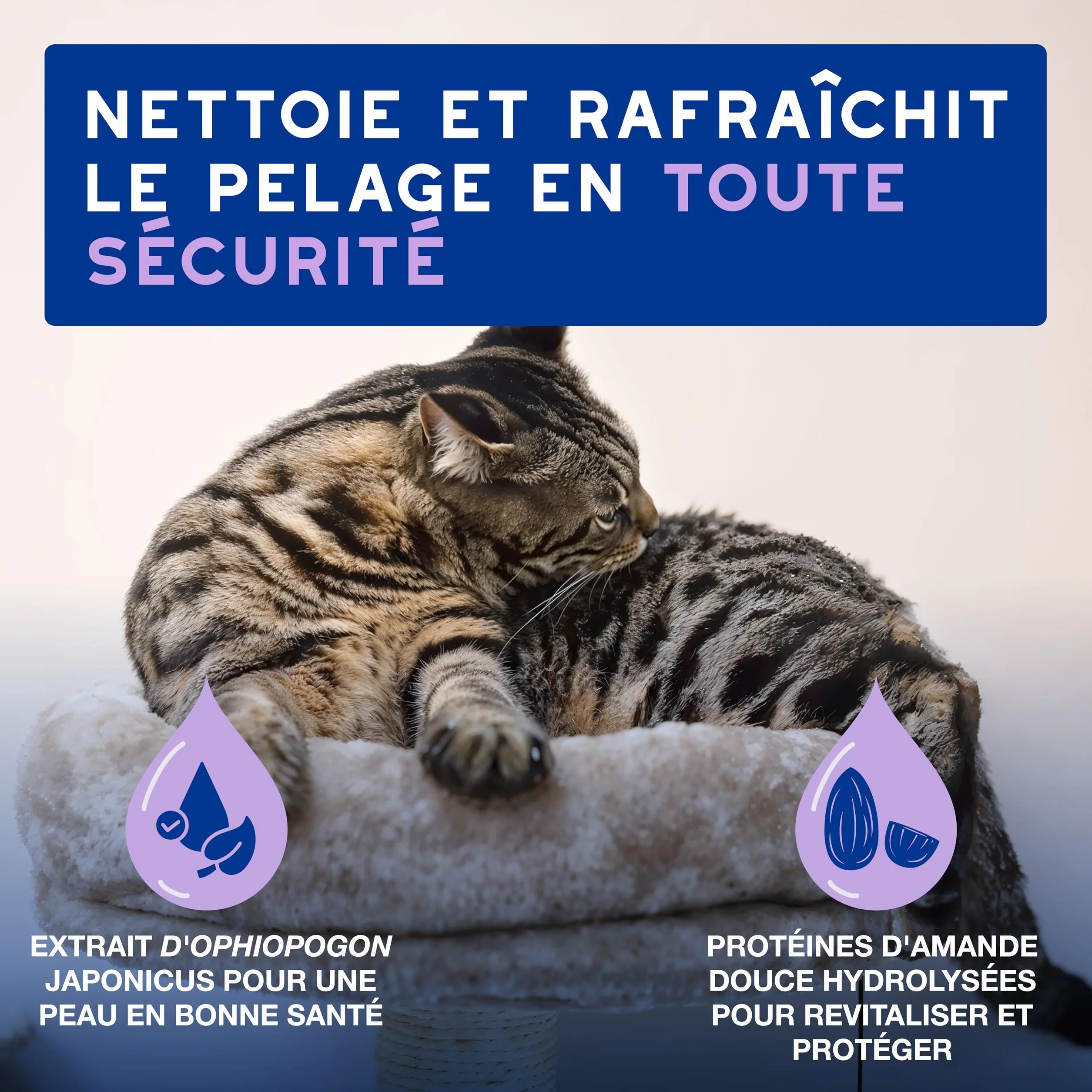 DOUXO Skin & Coat Spa Mousse sans rinçage pour Chat 150 ML nettoie rafraîchit Poil Doux Brillant