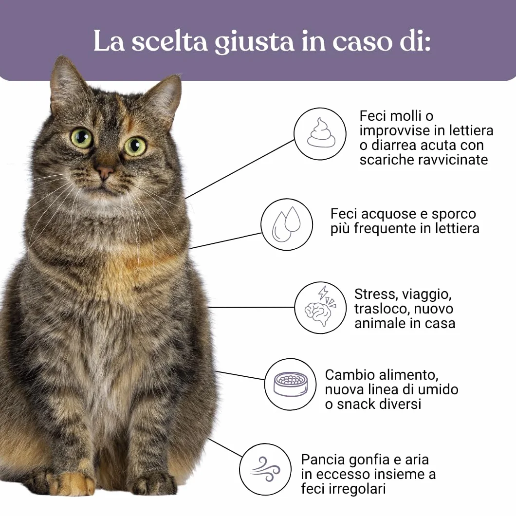 Miào Stop Diarrhée Chat Pâte – Soutien Intestinal Diarrhée Aiguë, Selles Fermes, Réhydratation Électrolytes