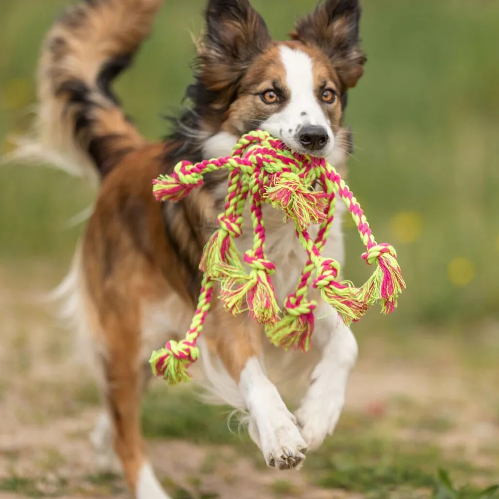Trixie Denta Fun Jouet Corde pour chien avec balle tissée 44 x 7 cm