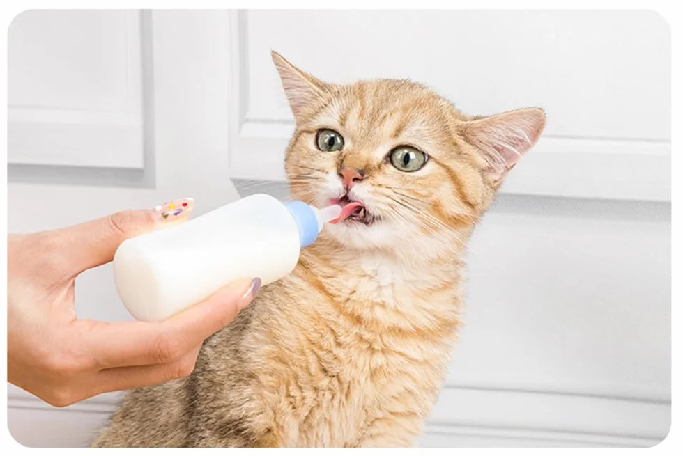 Biberon d'élevage pour chat 60 ml avec brosse de nettoyage