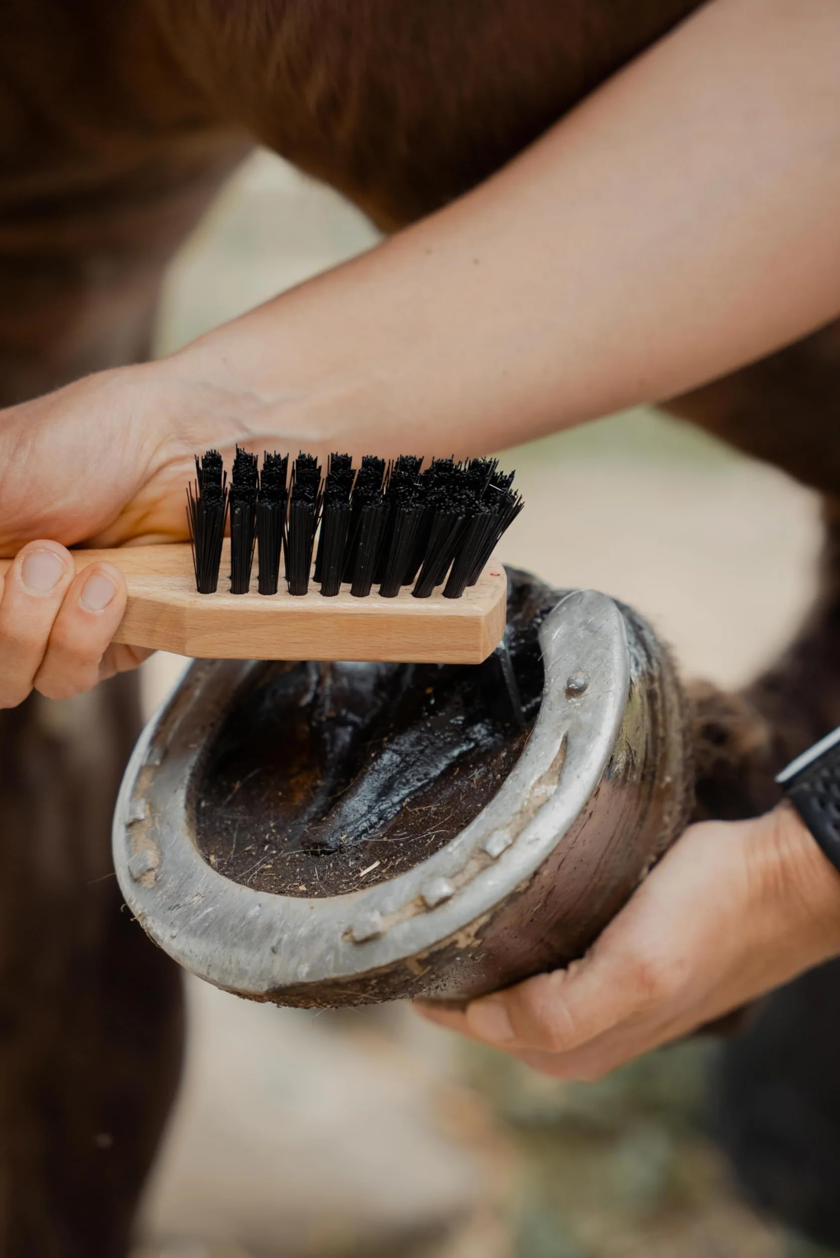 Kibros EQUITLOT6 Kit Complet pansage Cheval 6 brosses équitation Haut de Gamme