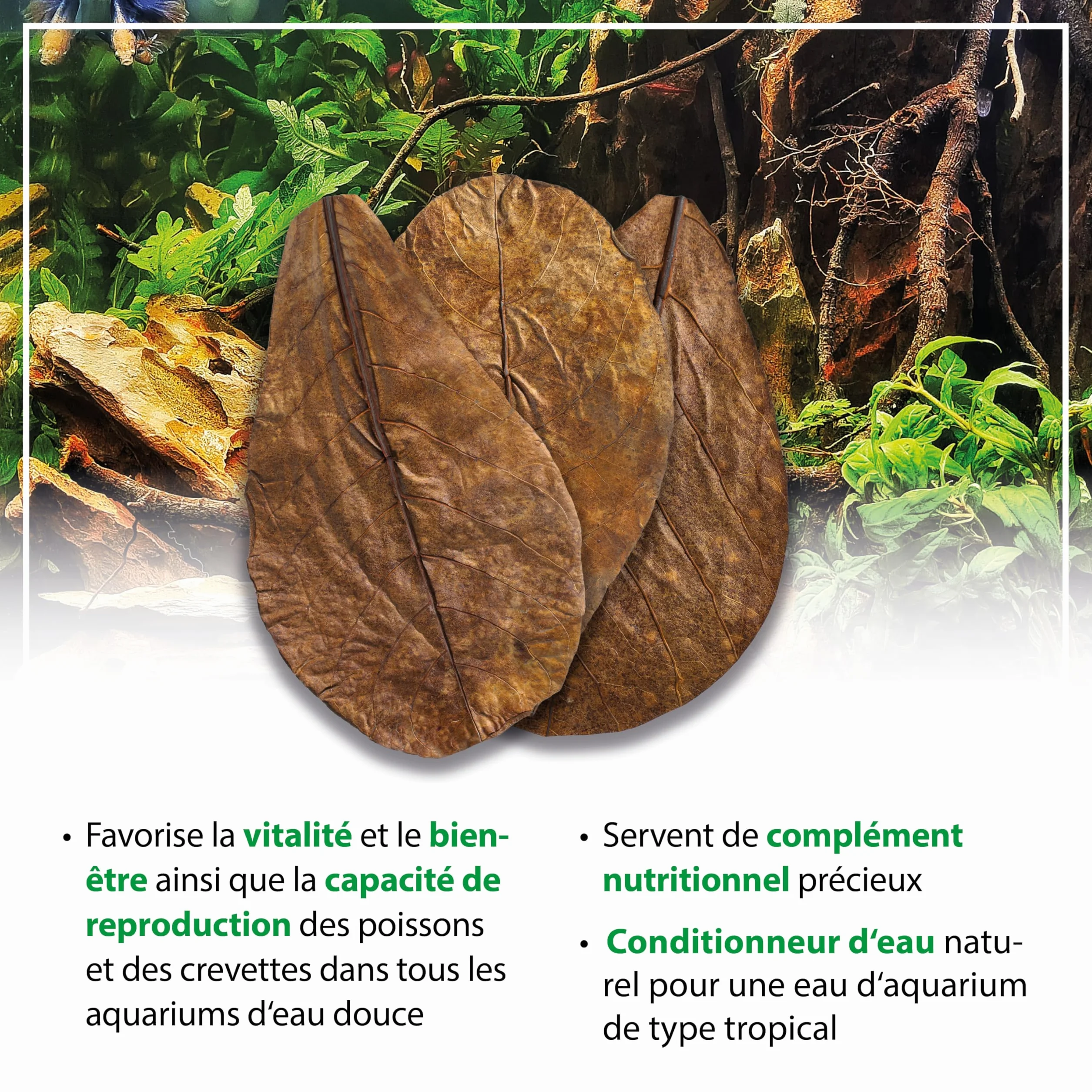 ARKA Myscape-Catappa Lot de 10 feuilles de Badamier 12,5-16 cm conditionneur d'eau naturel aquarium eau douce