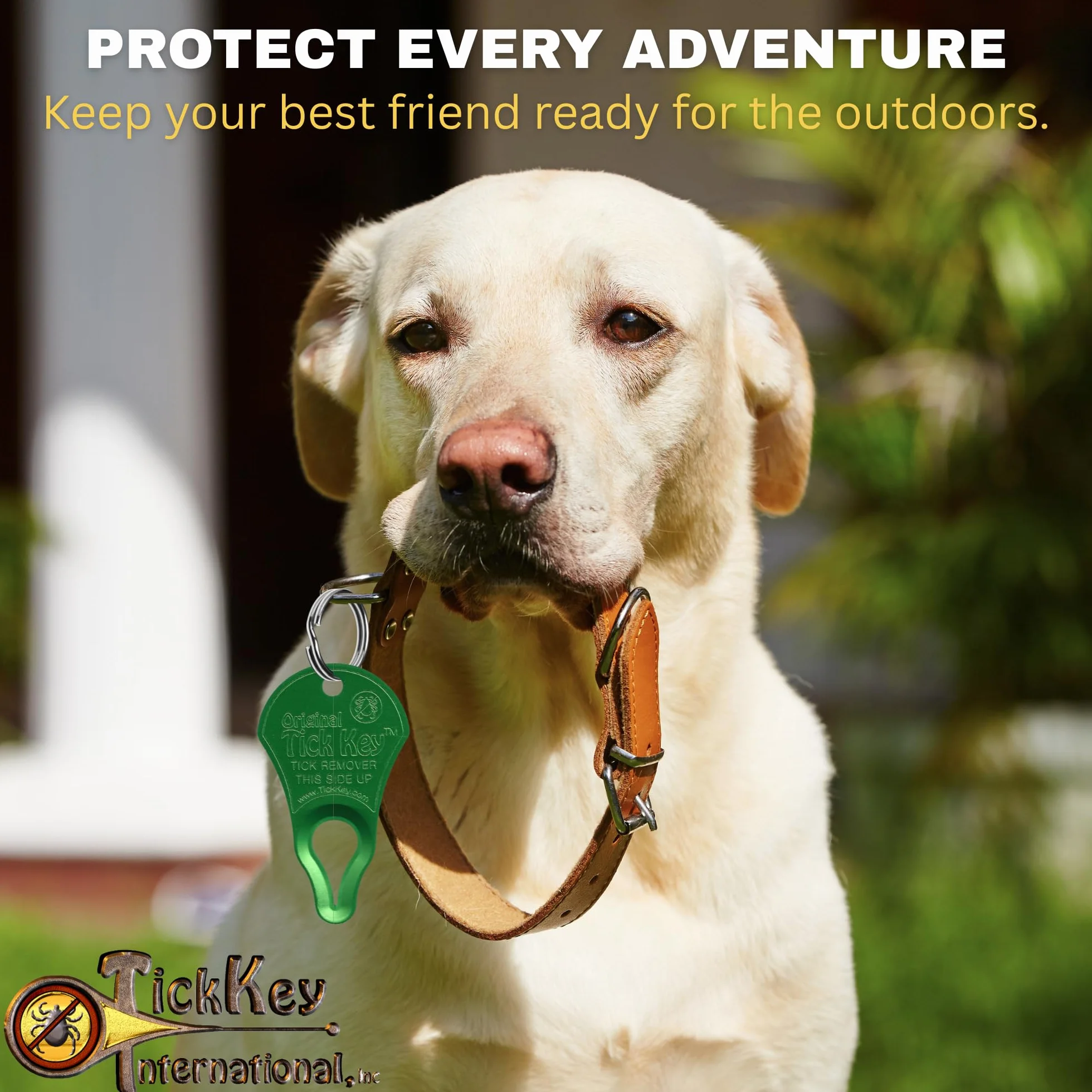 Tick Key Outil en Forme de clé pour enlever Les tiques