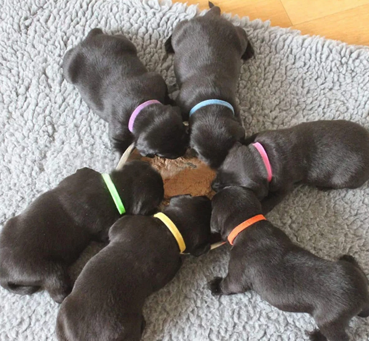 Colliers d'Identification pour Chiots et Chatons Lot de 12 Ruban Auto-Adhésif Réglable