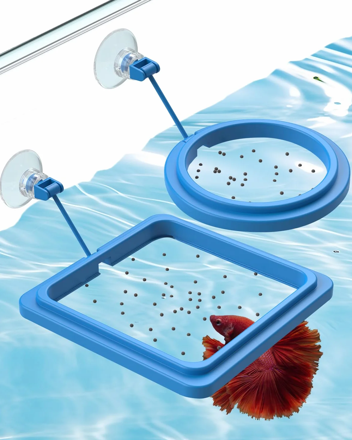 Pawfly 2 pcs Anneaux d’Alimentation d’Aquarium Ronds et Carrés Mangeoires Flottantes avec Ventouses pour Betta Poisson Rouge Guppy