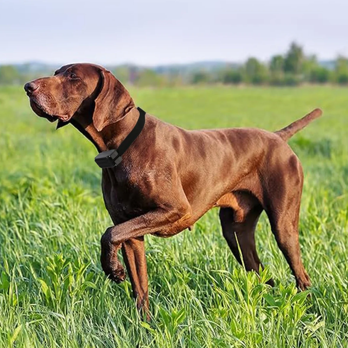 Système de Clôture Anti-Fugue pour Chien avec 2 Colliers et Fil de Signal