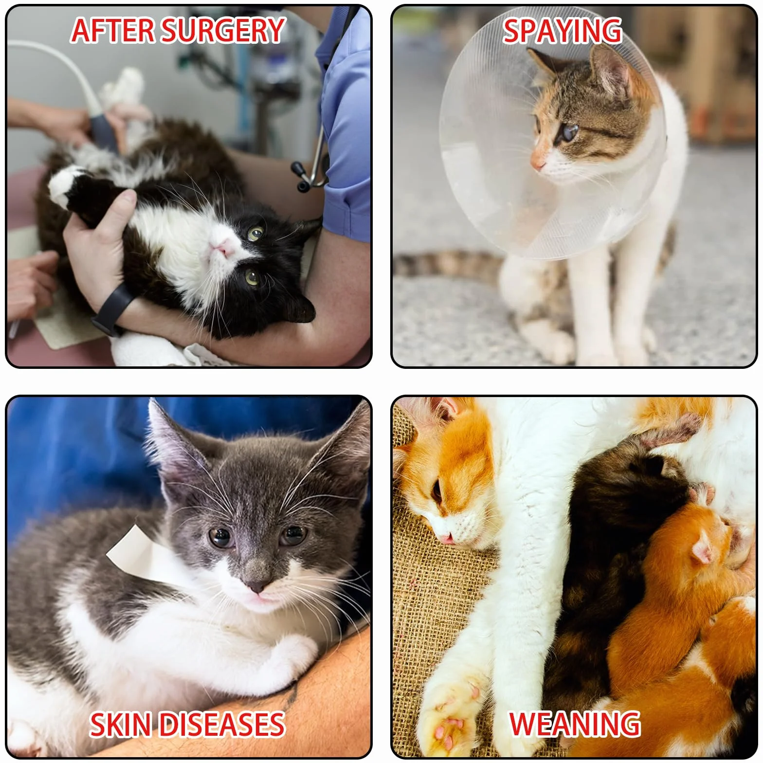 Lot de 2 Chats Post-opératoires Anti-léchage Taille M pour Chat 2-4 kg