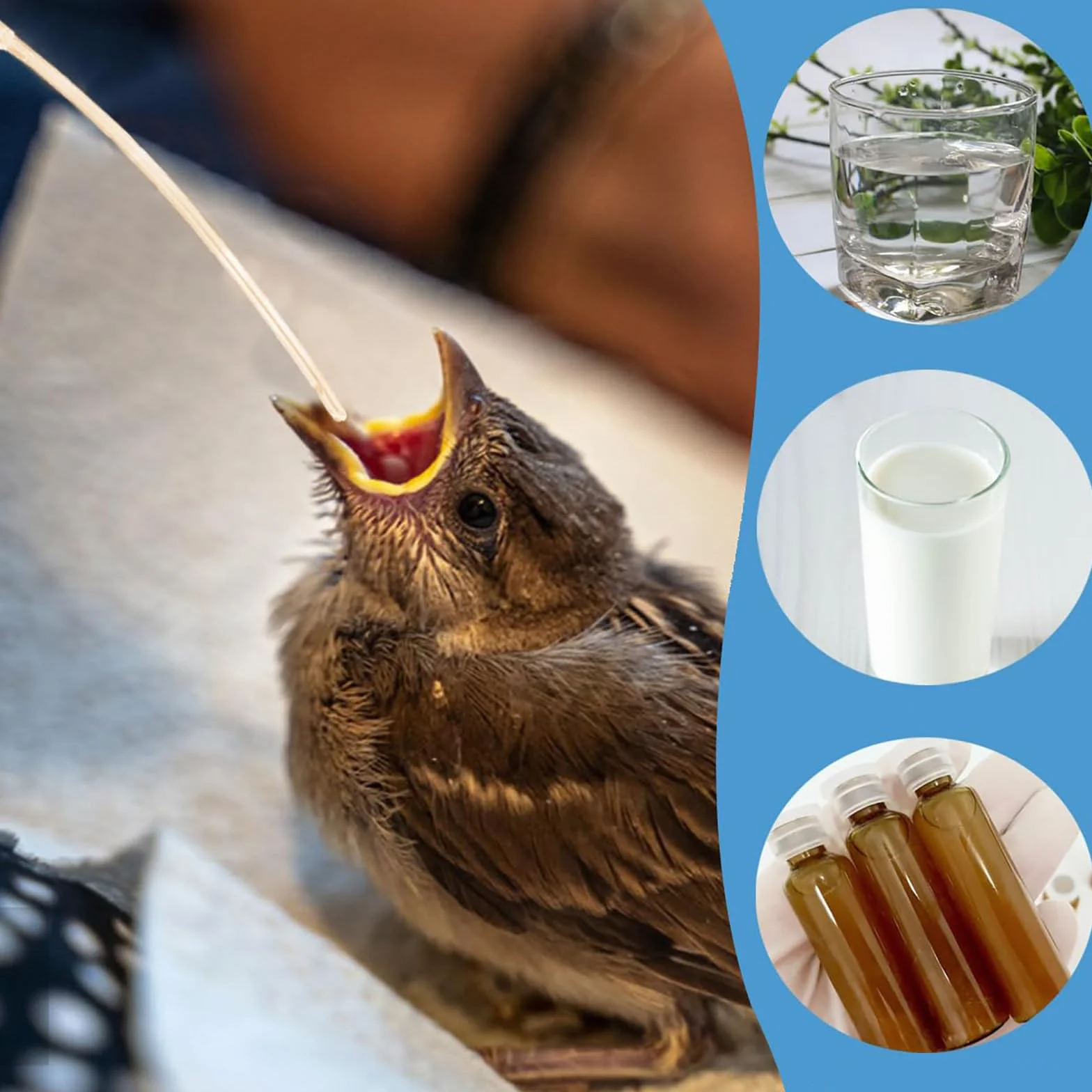 Tubes d'alimentation pour Oisillons 11 PCS Seringue pour Alimentation Manuelle Oiseaux Perroquets
