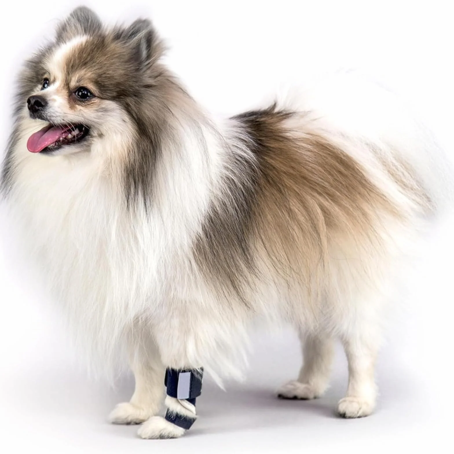 Attelage réglable pour pattes de chat avec attelle en aluminium amovible, stabilise os du poignet, fractures et entorses